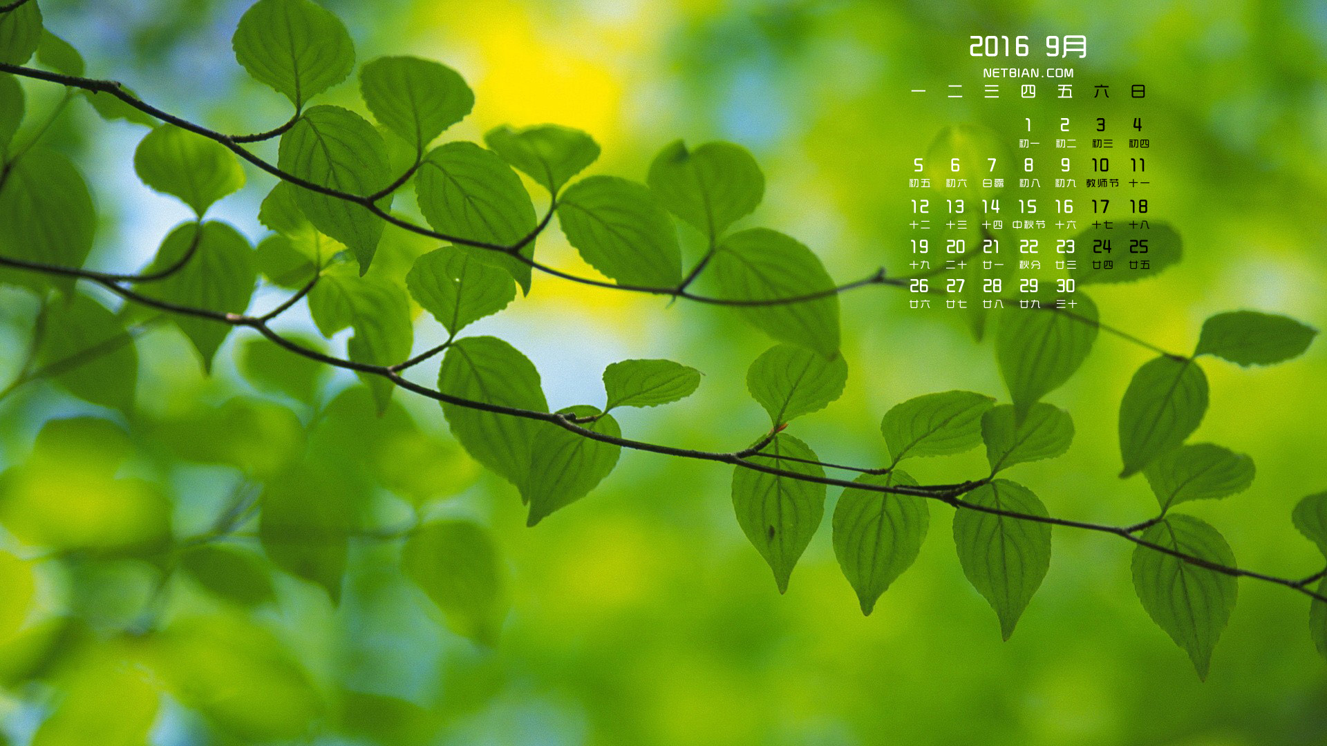 绿叶护眼2016年9月日历桌面高清壁纸