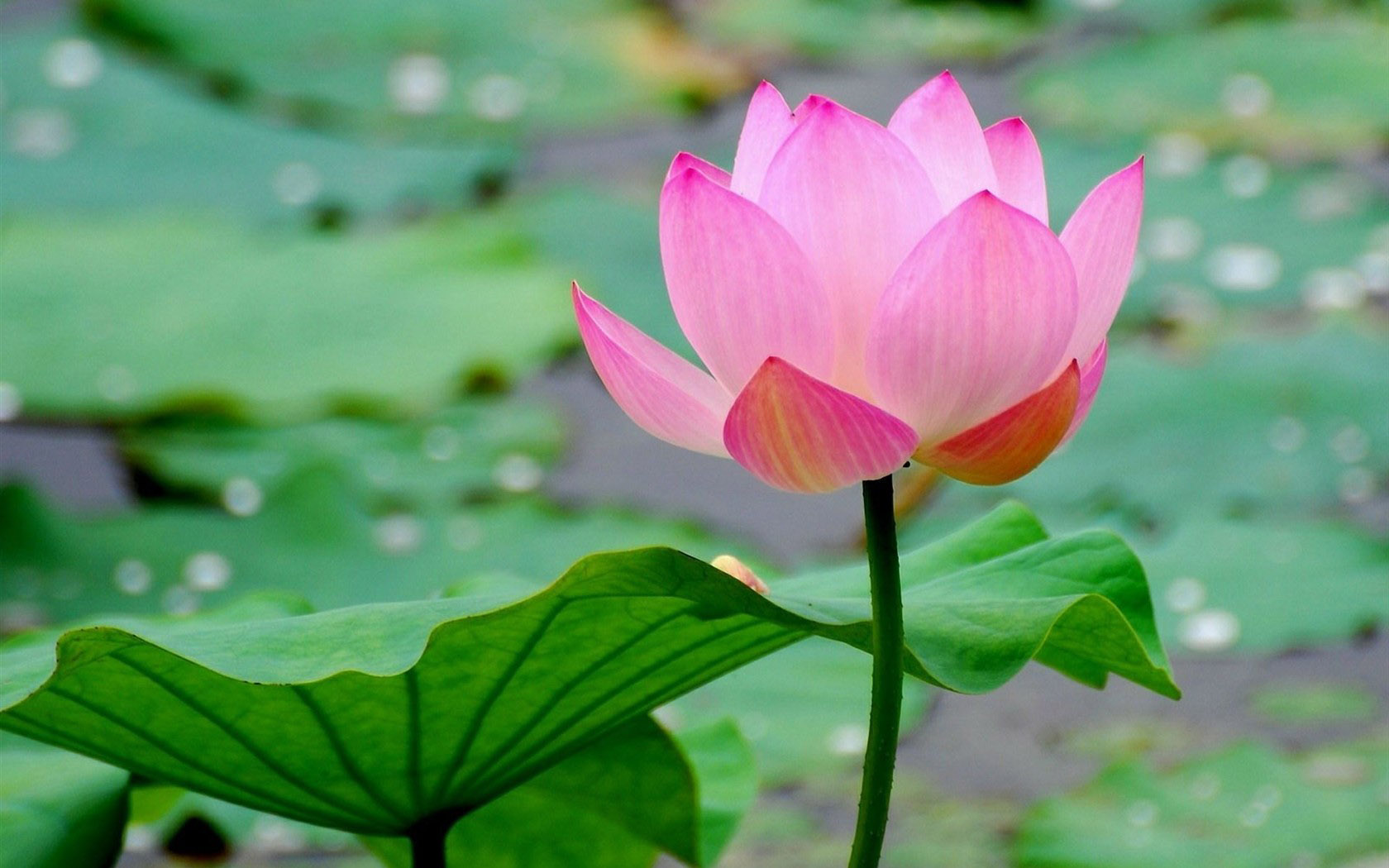 绿色荷花桌面高清壁纸