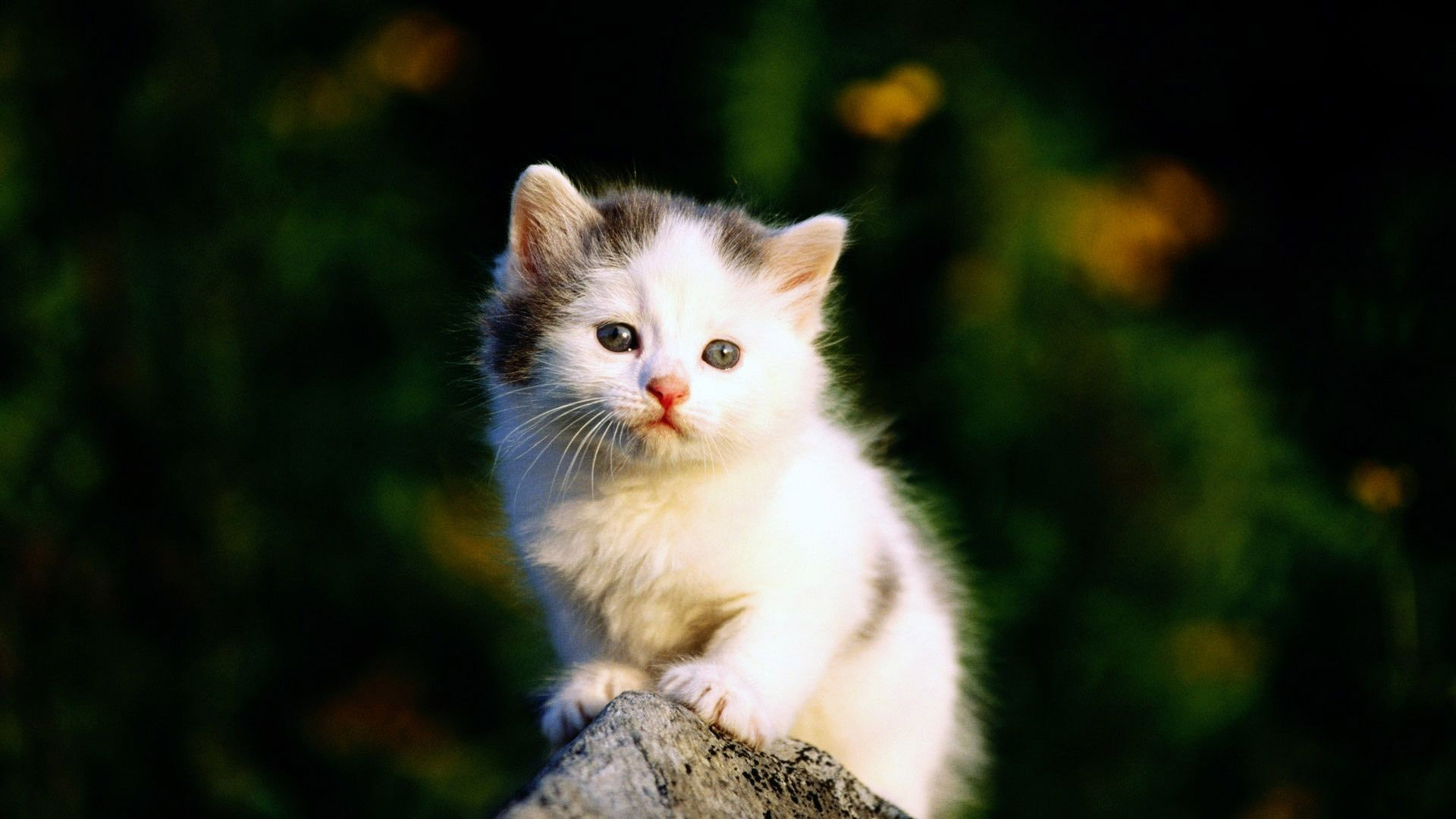 想妈妈的猫咪桌面高清壁纸