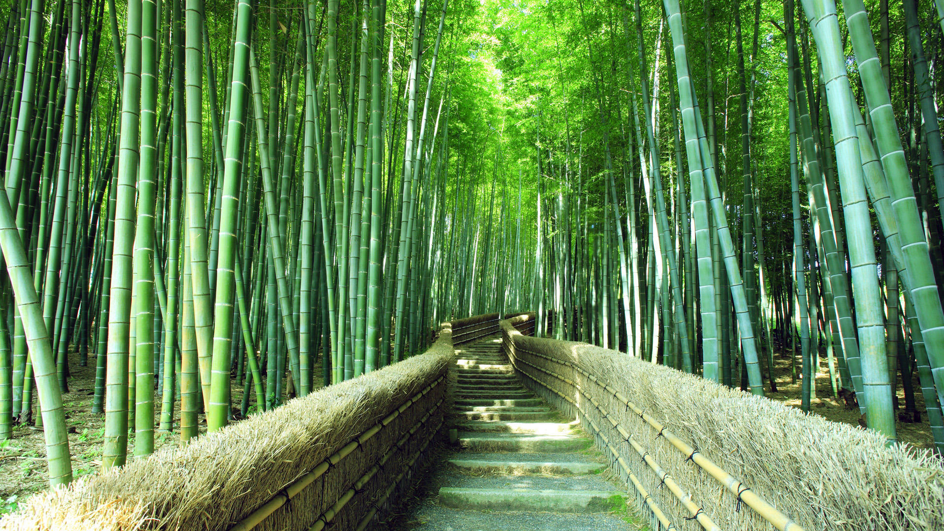 竹林小径,绿色风景桌面高清壁纸