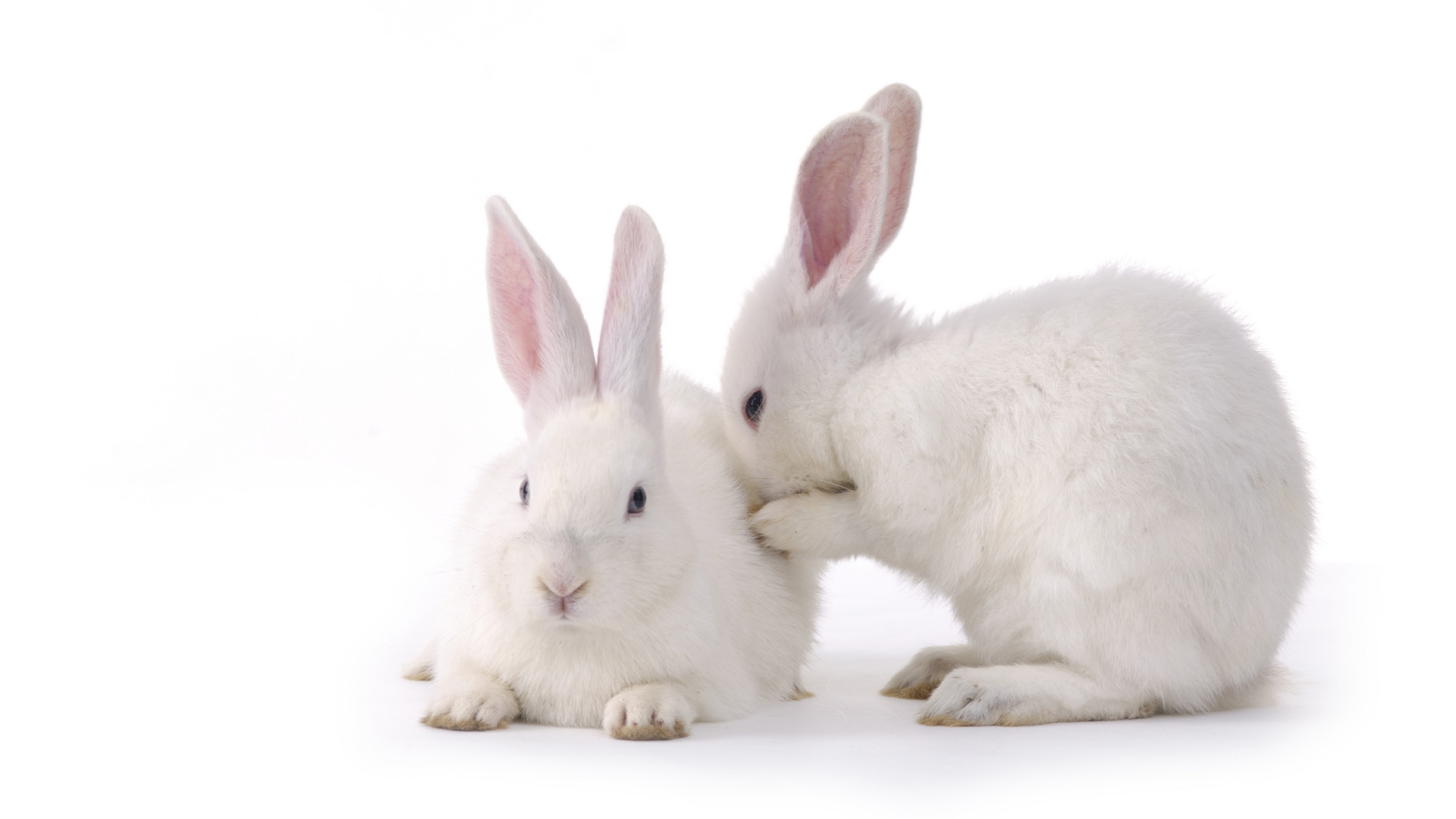 两只可爱兔子桌面高清壁纸