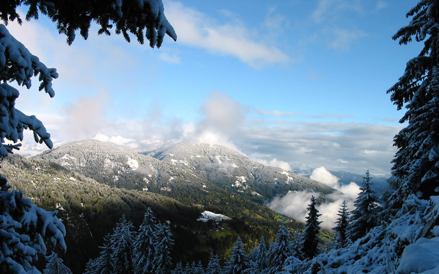 雪松山上风景桌面高清壁纸