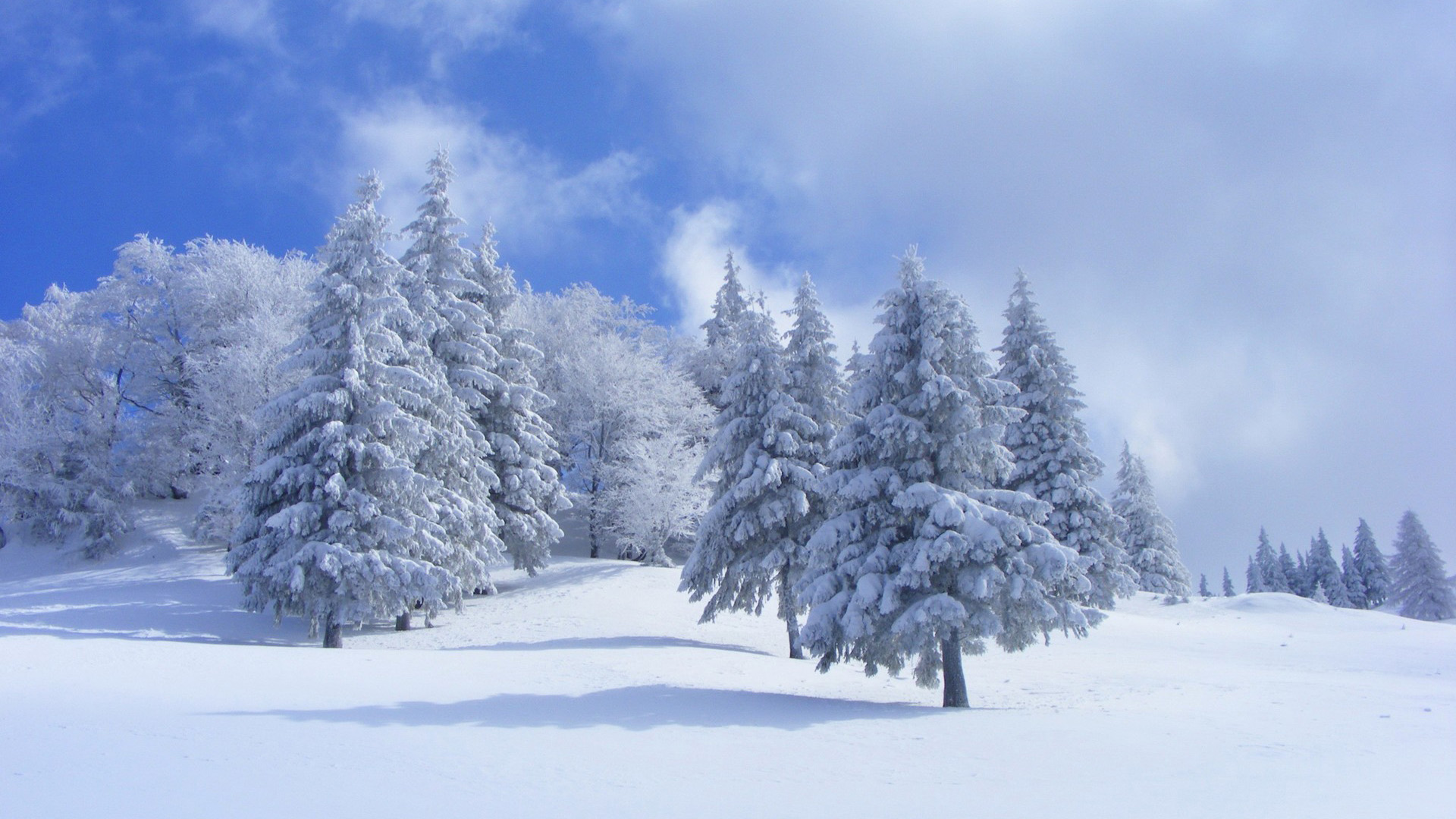 天空,云,冬天,雪,树木,森林,自然风景高清壁纸