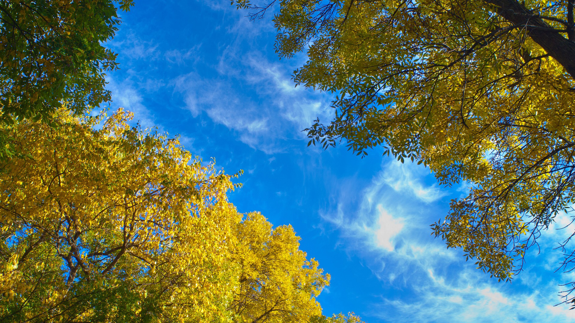 自然，蓝色的天空，树木，树叶，空隙，天空，云，美丽的风景桌面高清壁纸