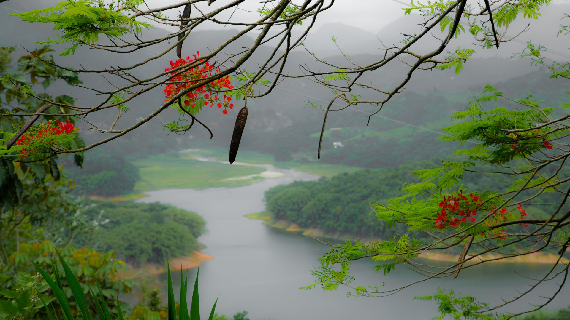 波多黎各,海岛,高山,河流,树木,自然风景桌面高清壁纸