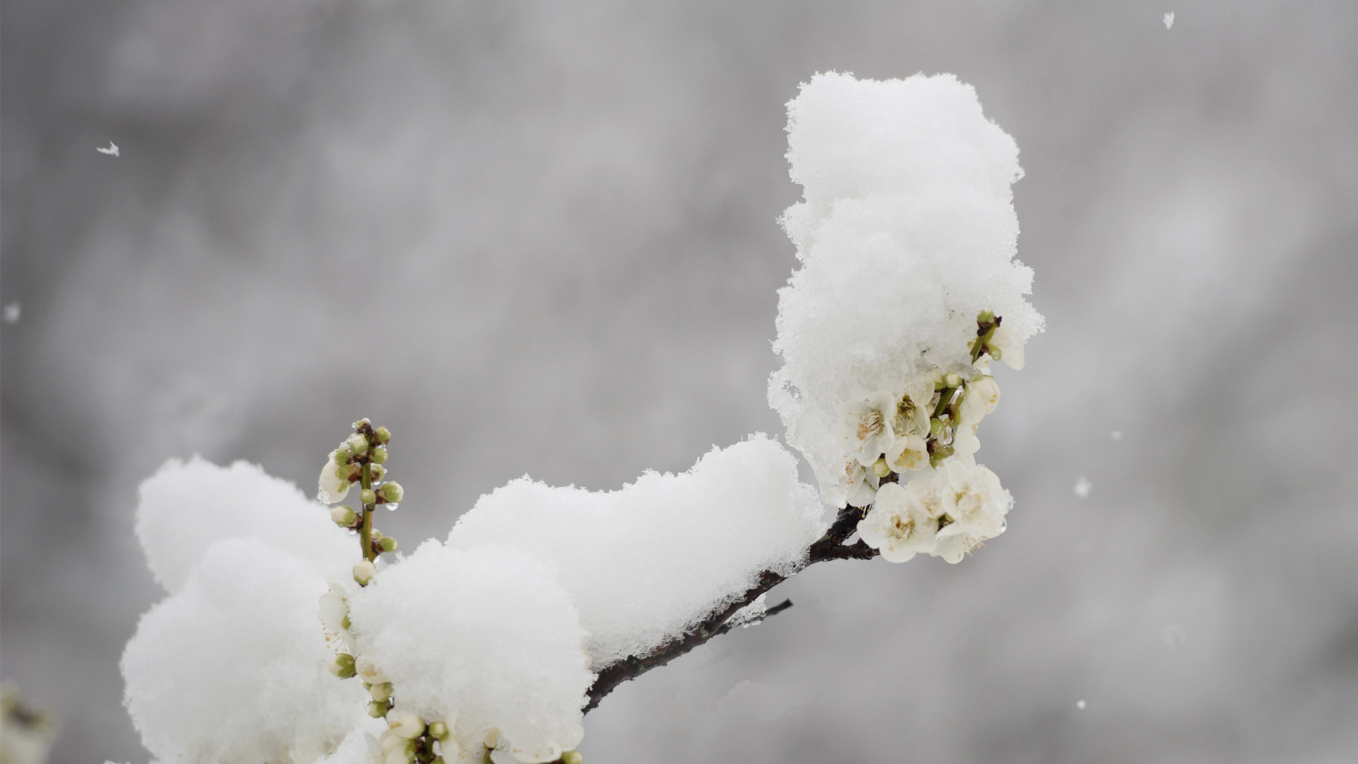 雪中梅花桌面高清壁纸