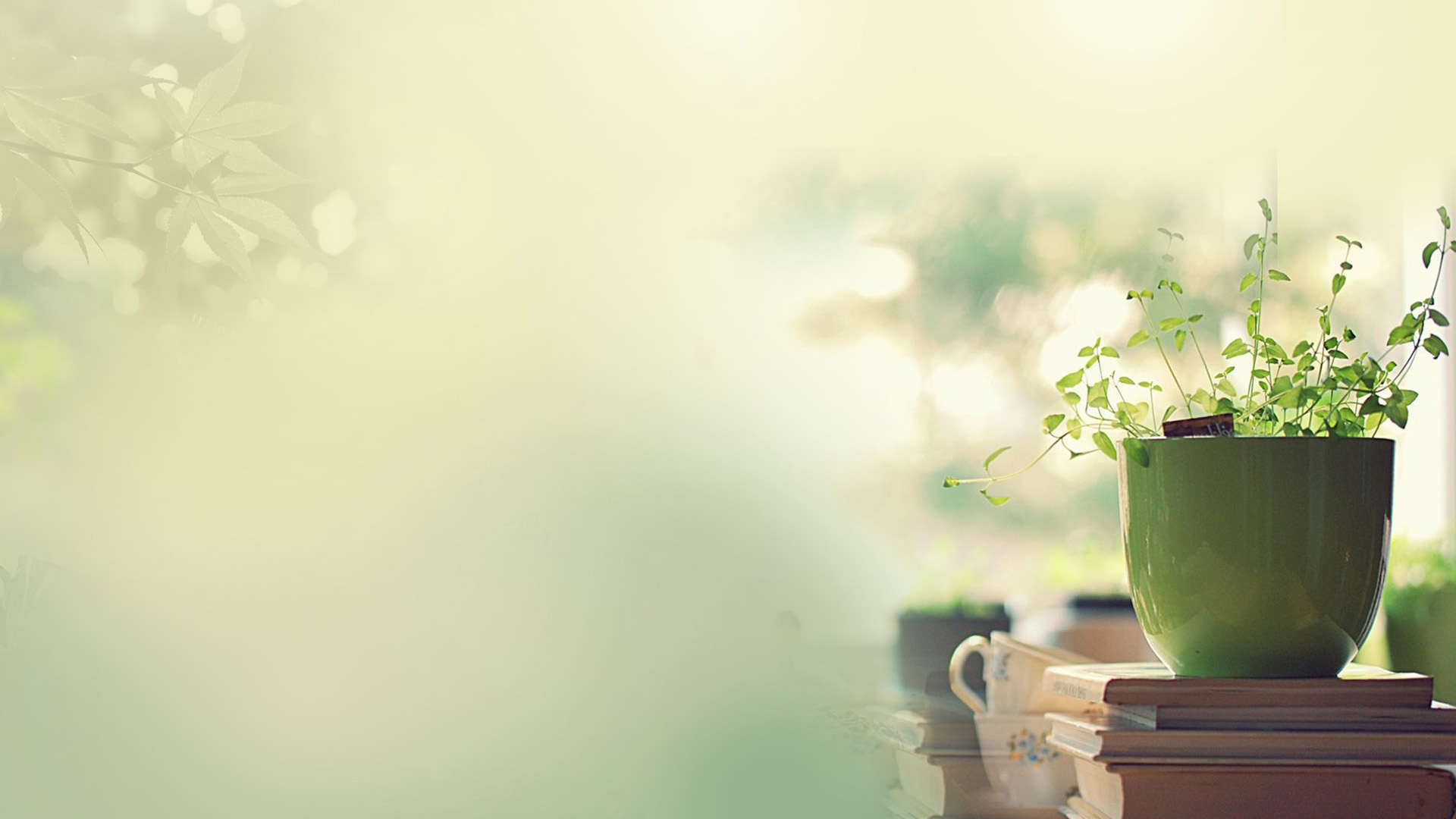 屋内养眼植物桌面高清壁纸