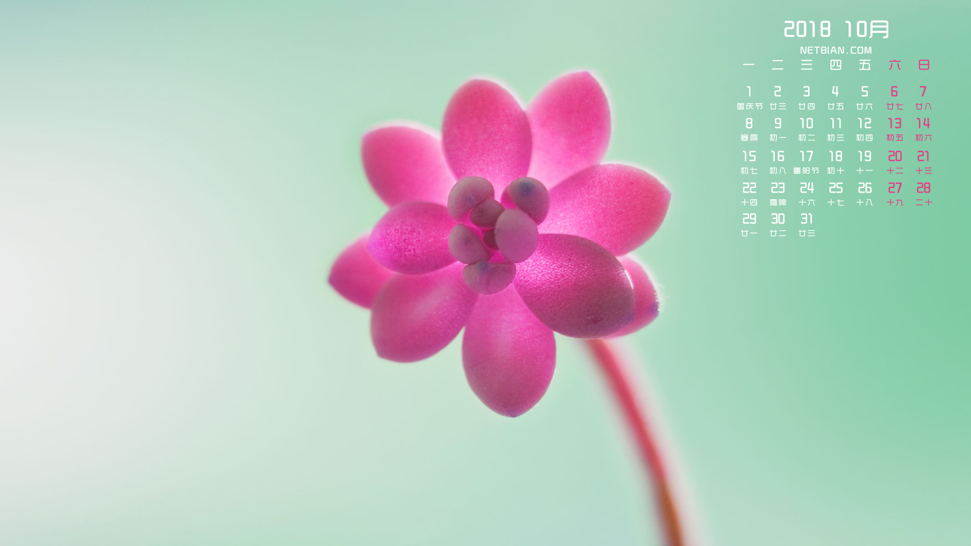 花朵2018年10月日历桌面高清壁纸