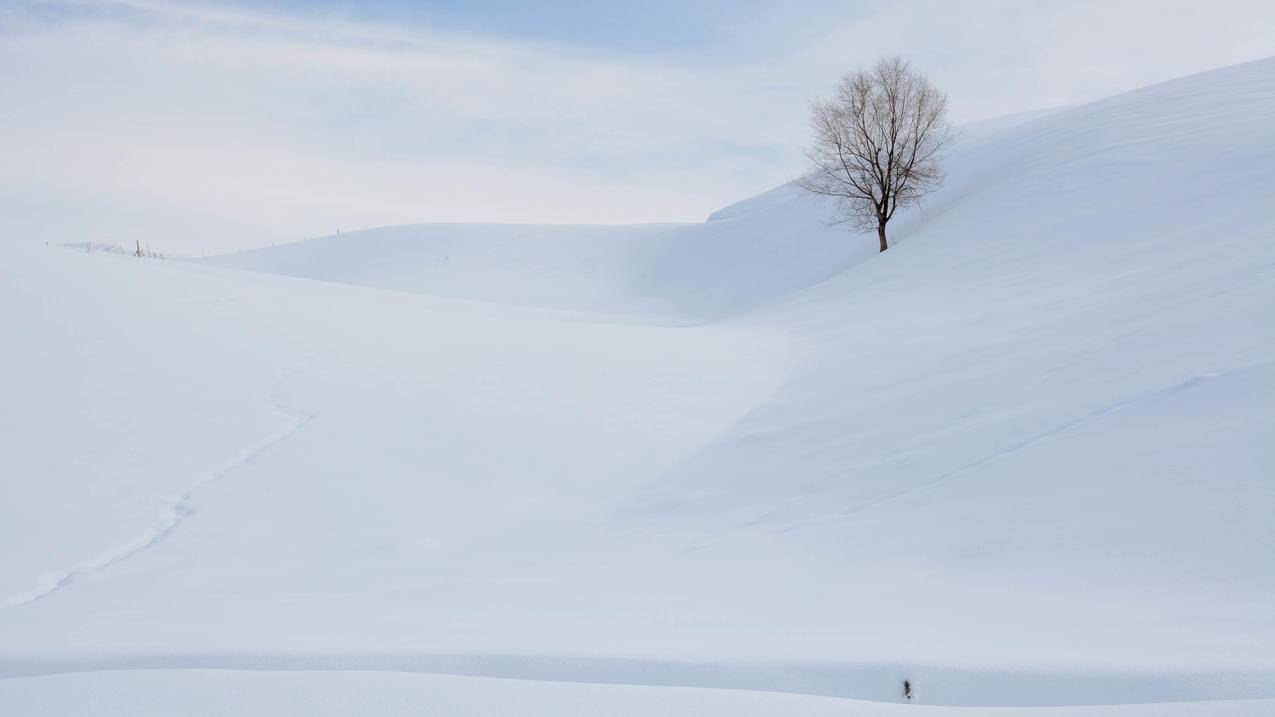 雪地树木5k高清壁纸