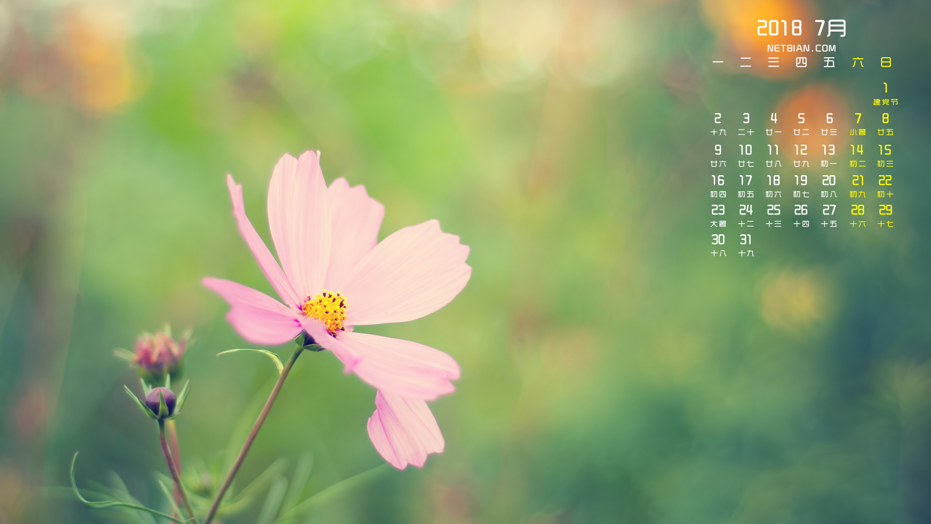 粉色小花2018年7月日历桌面高清壁纸