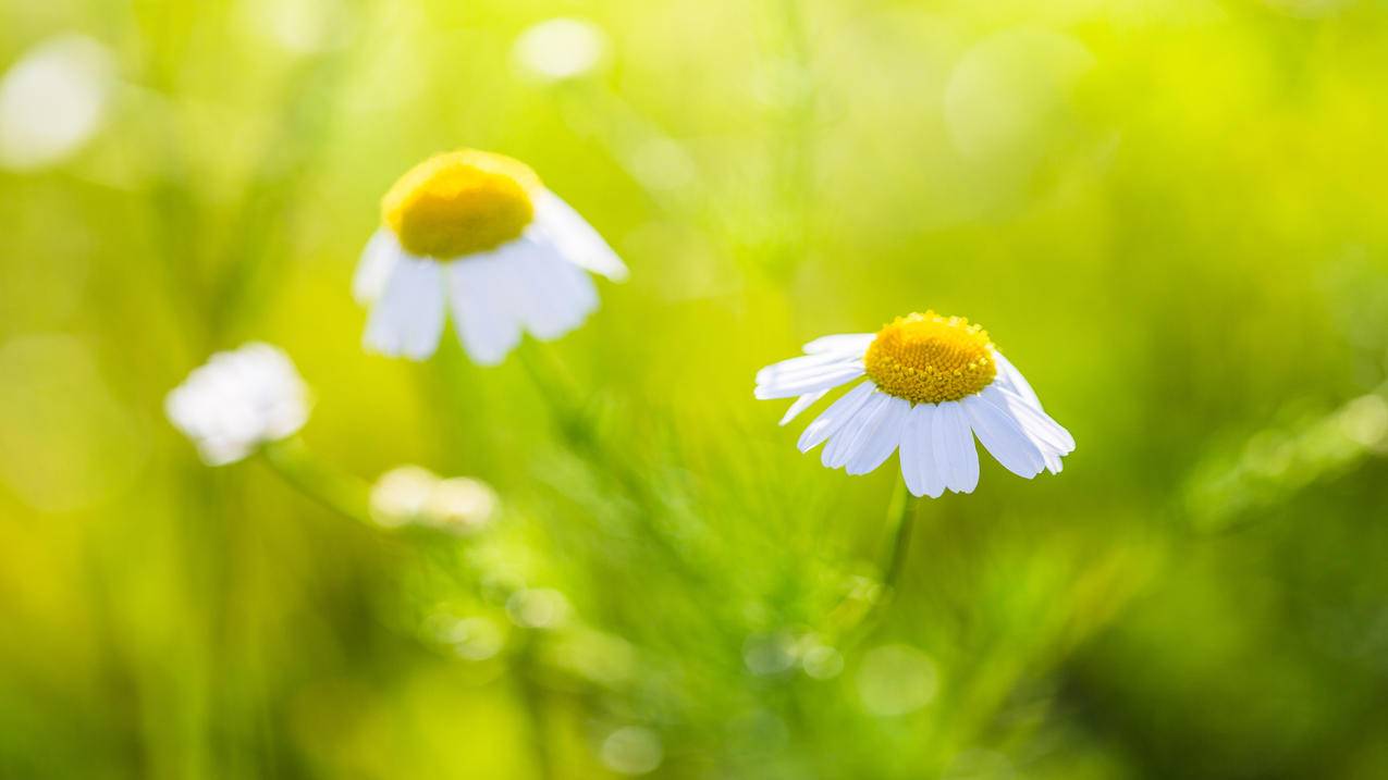 花朵静物写真小清新4k高清壁纸