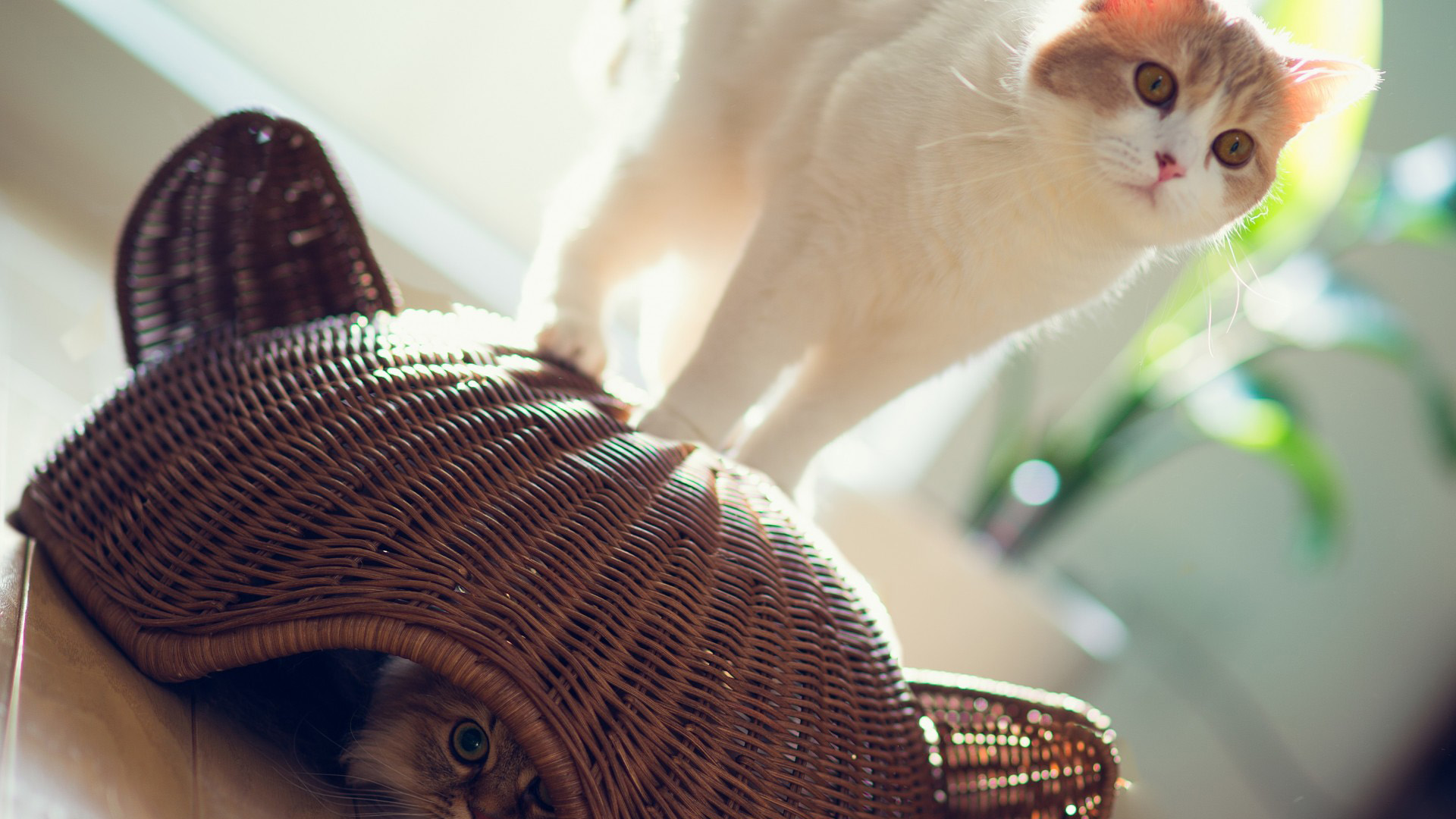 可爱猫猫捉迷藏桌面高清壁纸