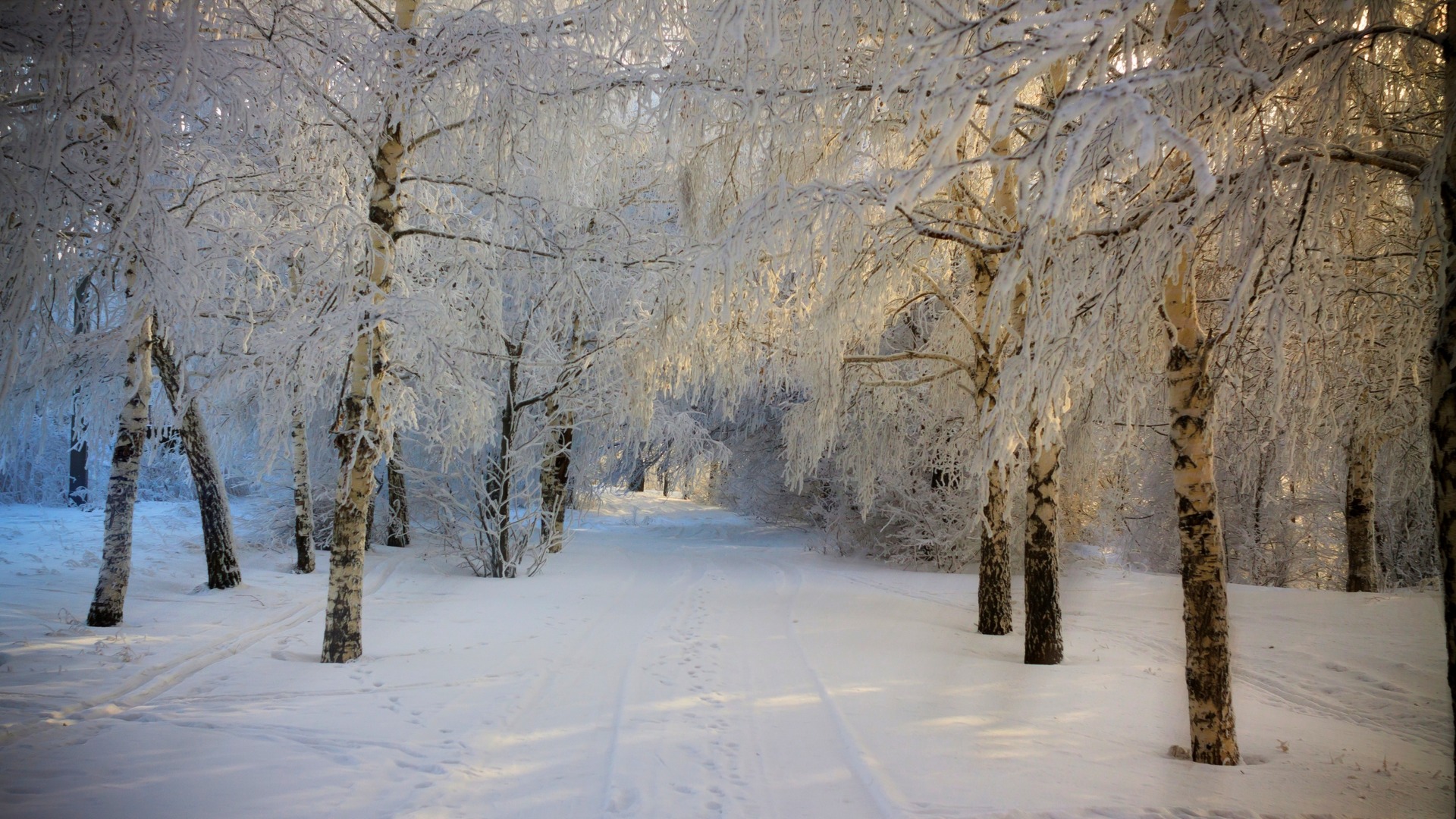 冬天,雪,道路,树图片,冬季风景高清壁纸