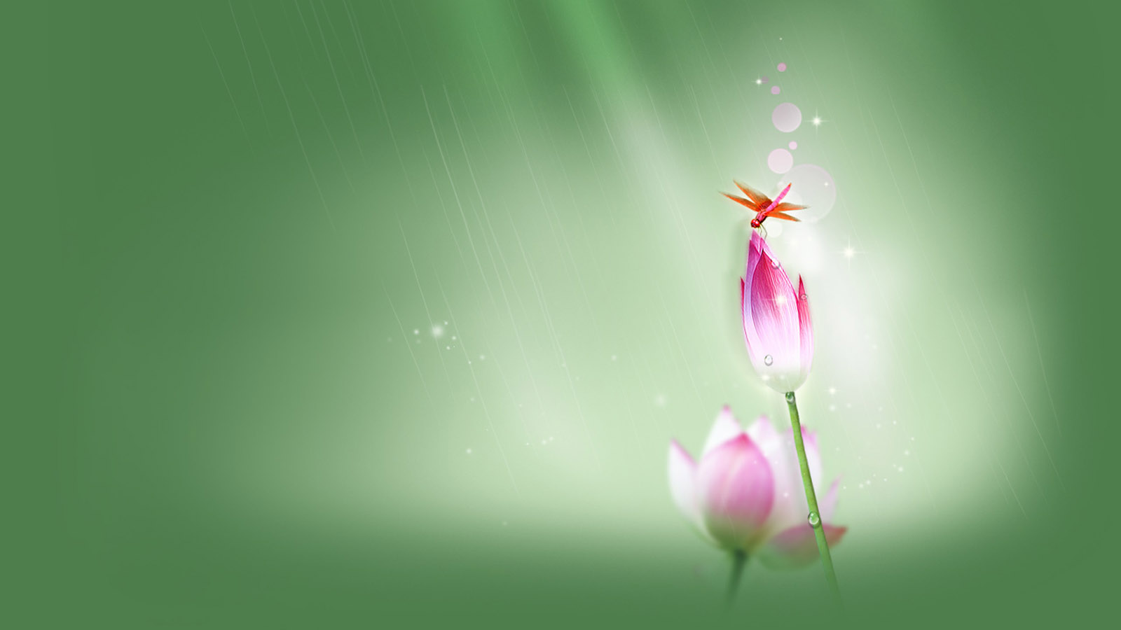 荷花蜻蜓电脑桌面高清壁纸