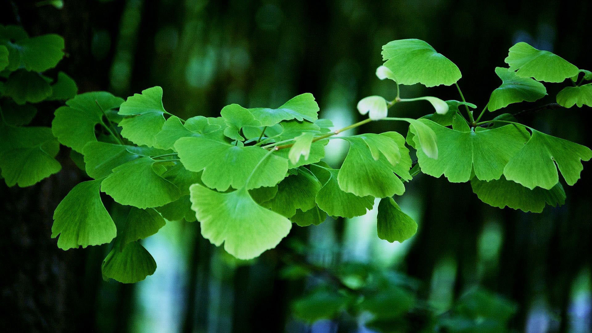 夏天绿色桌面背景图片