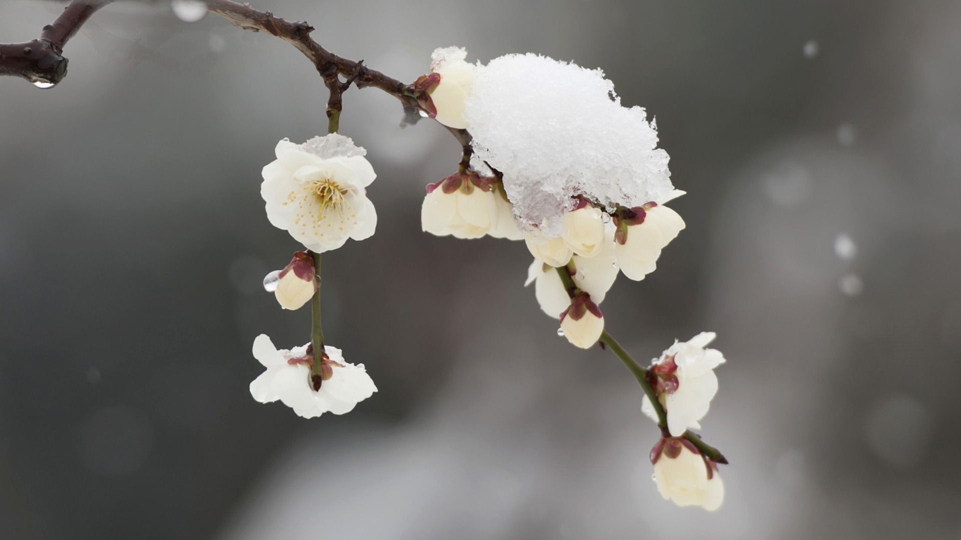 冬天 雪 梅花桌面高清壁纸