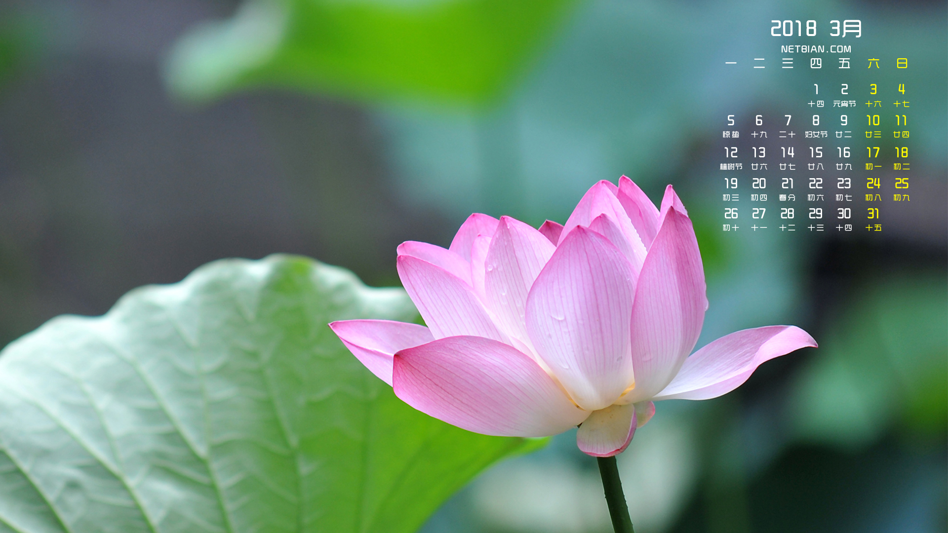 粉色莲花2018年3月日历桌面高清壁纸