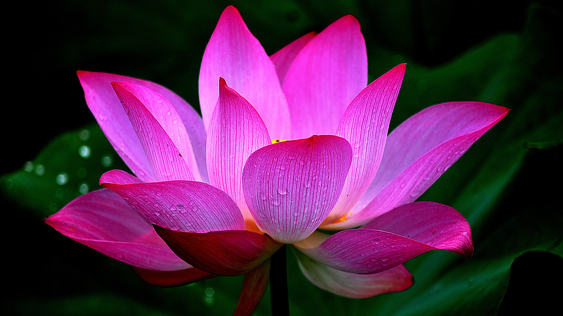 莲花瓣，叶子，水滴，莲花桌面高清壁纸