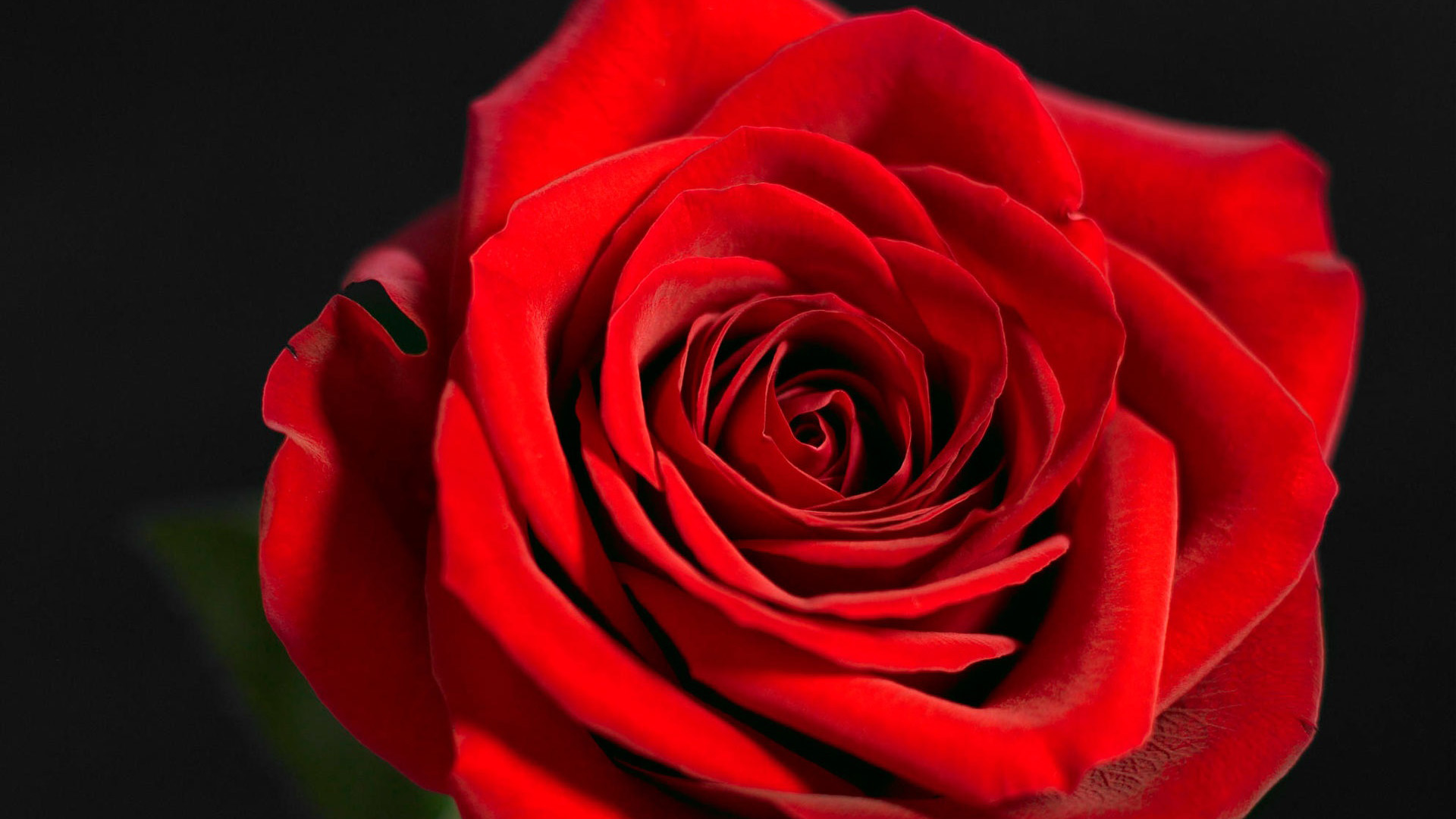 红玫瑰花精选桌面高清壁纸