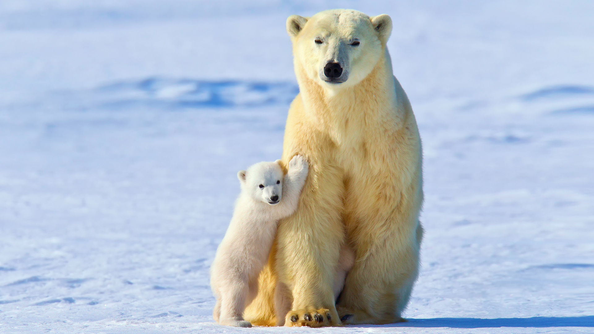 小北极熊和妈妈桌面高清壁纸