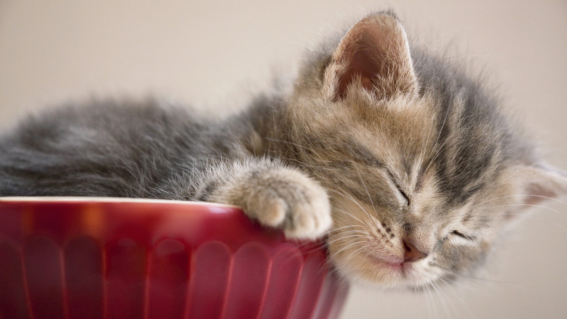 小猫宝贝,做梦,睡觉,小猫桌面高清壁纸
