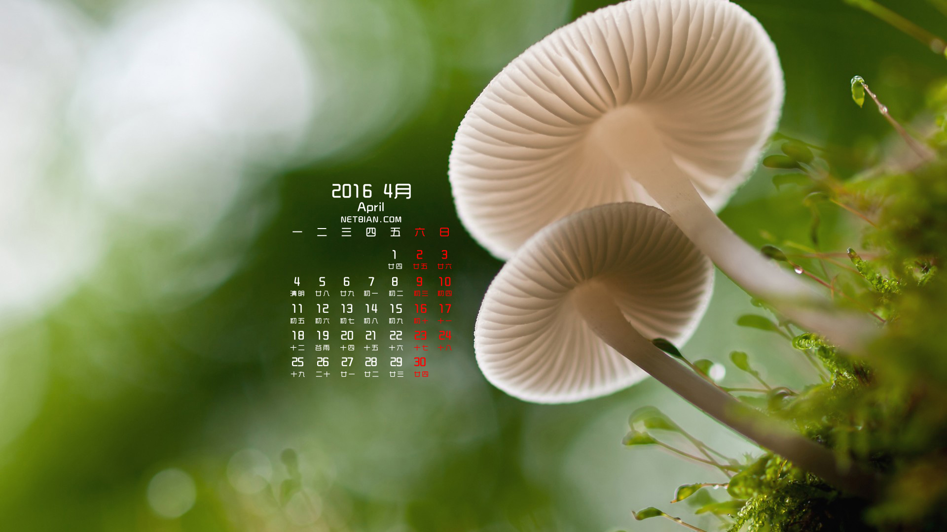 蘑菇苔藓绿色植物2016年4月日历桌面高清壁纸