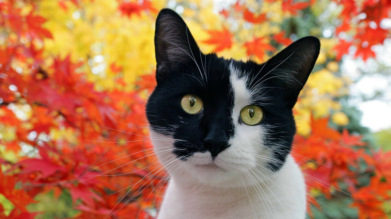 搞笑猫咪桌面背景图片