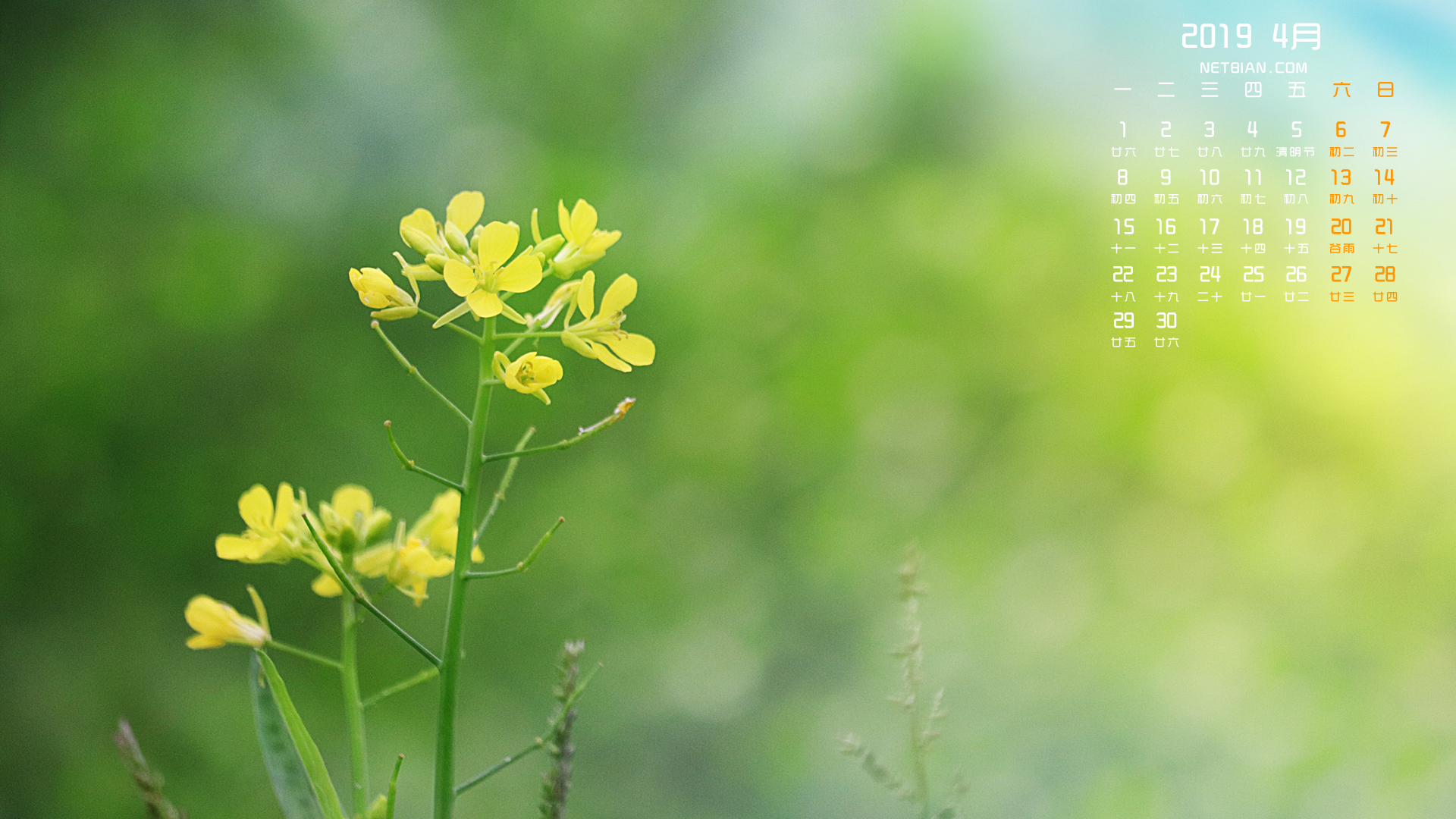 油菜花2019年4月日历桌面高清壁纸