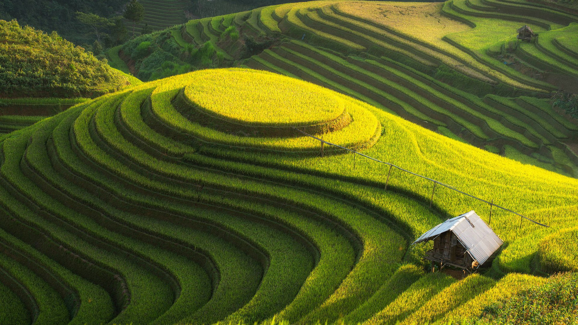 梯田,水稻,山地,种植园,自然风景桌面高清壁纸