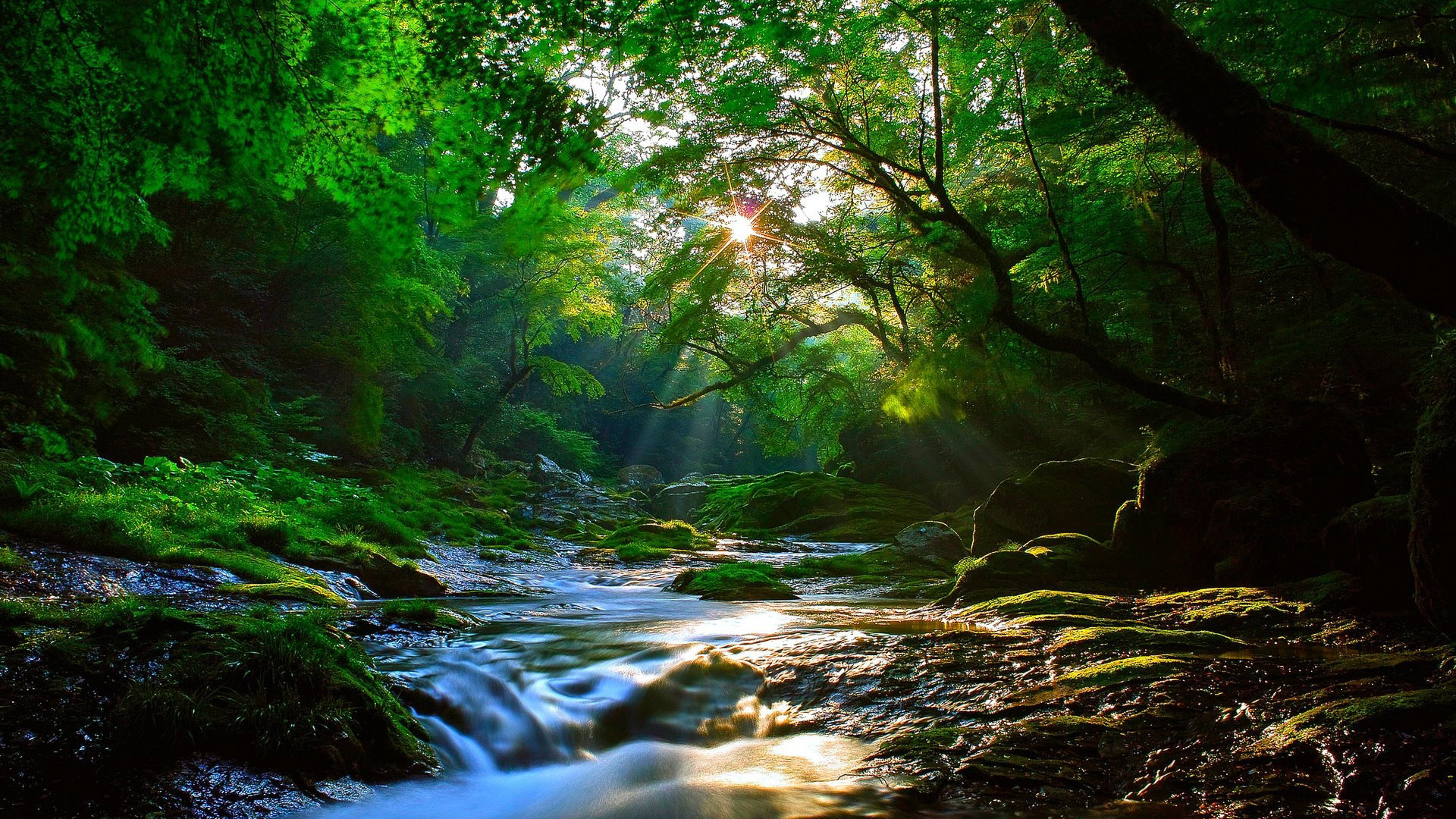 美丽的阳光照射在森林,溪水,风景桌面高清壁纸