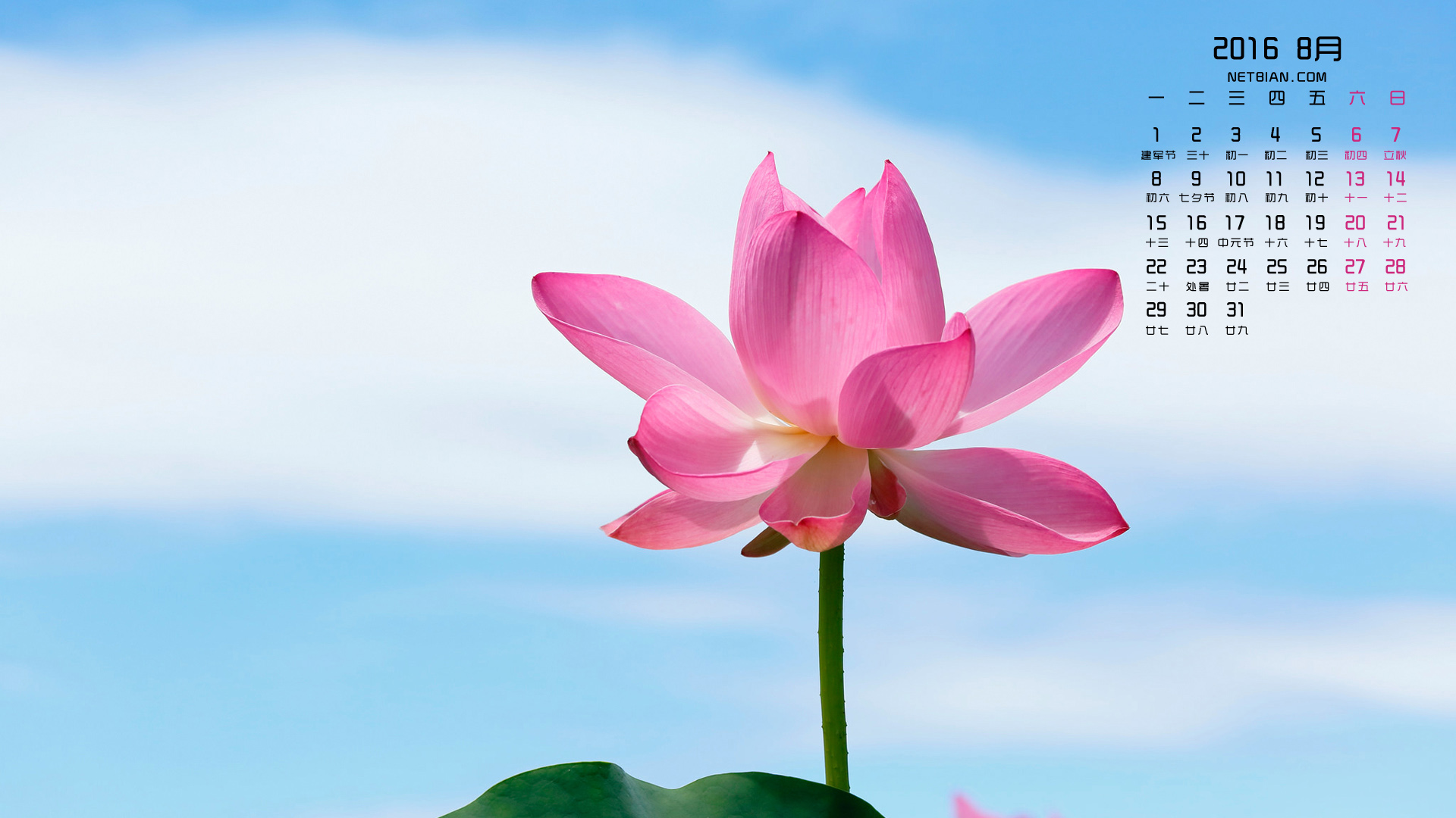亭亭玉立的莲花2016年8月日历桌面高清壁纸