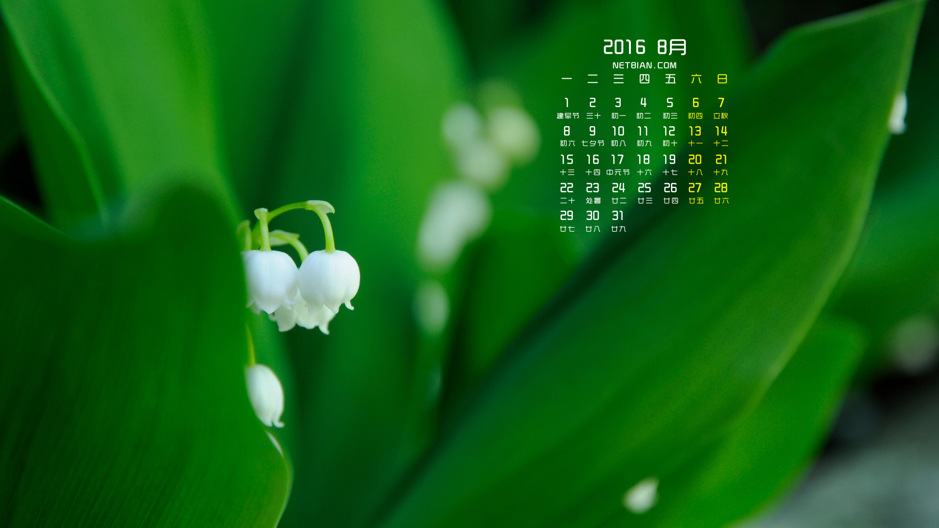 护眼风铃草2016年8月日历桌面高清壁纸