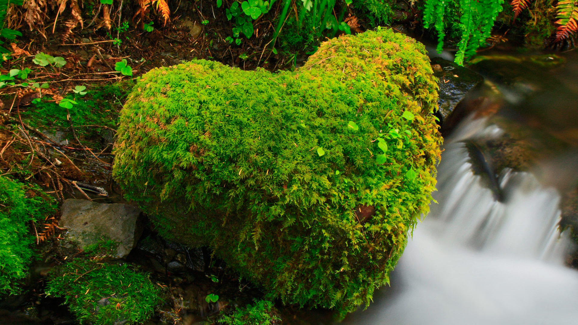 小溪，流水，石头，爱心，苔藓，绿色植物，自然，护眼，风景桌面高清壁纸