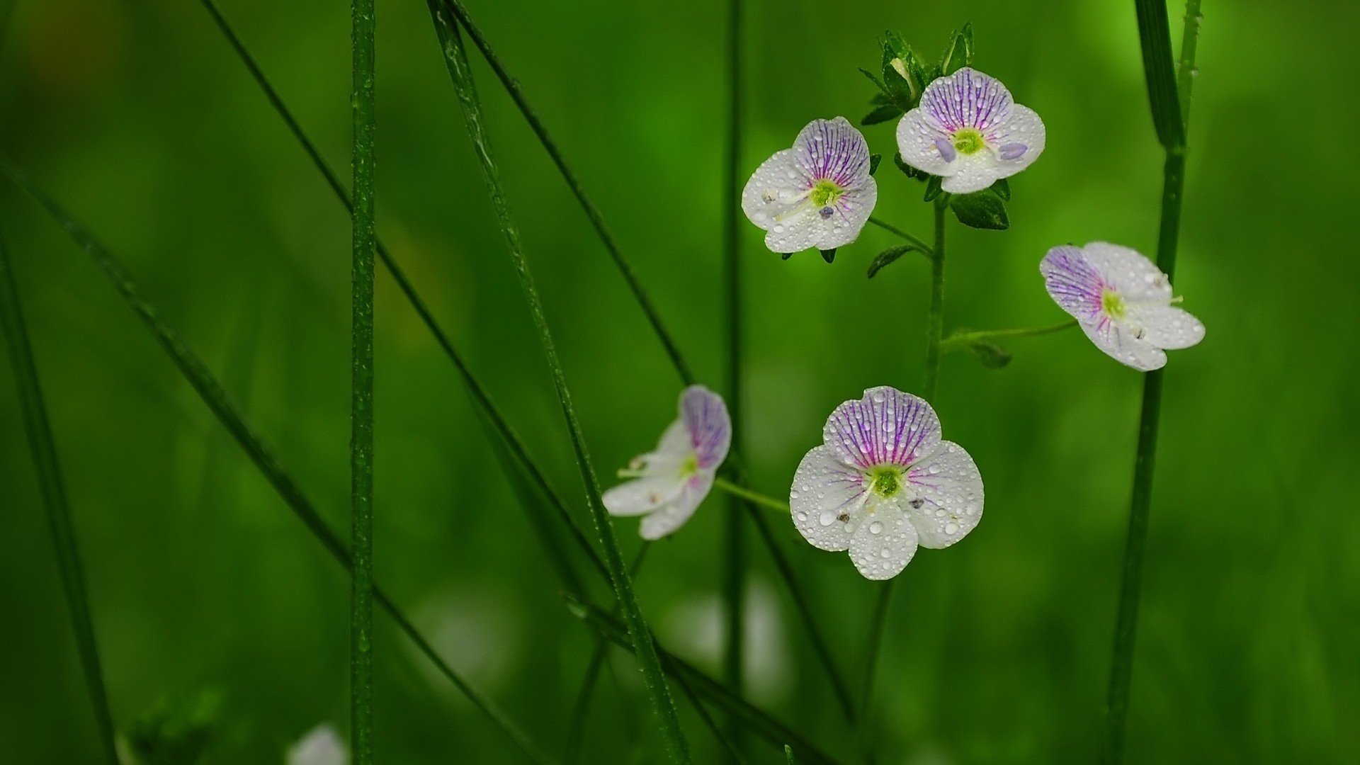 绿色背景,草,花瓣,花高清壁纸