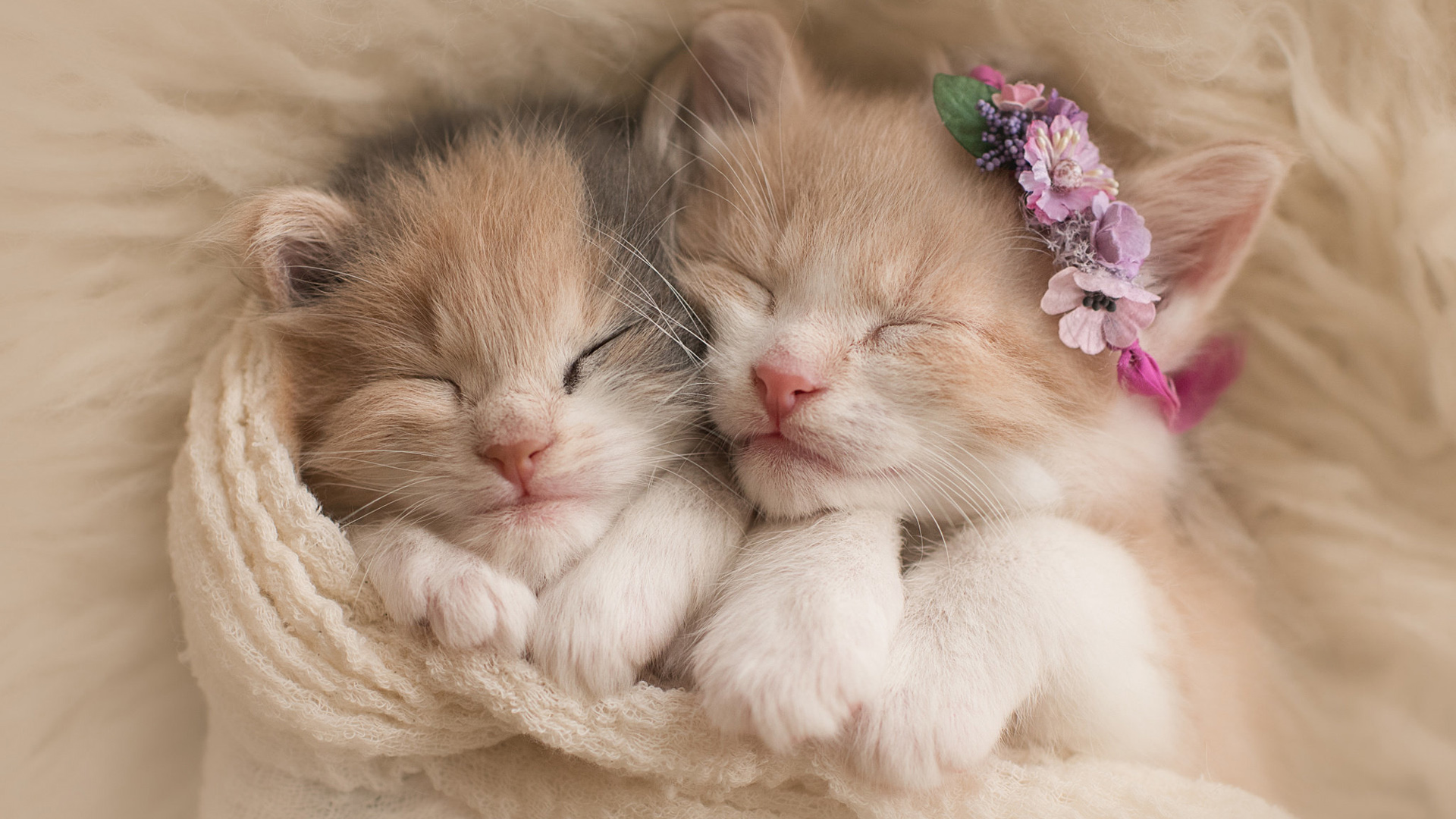 两只睡在一起的小猫,花圈,围巾,桌面高清壁纸