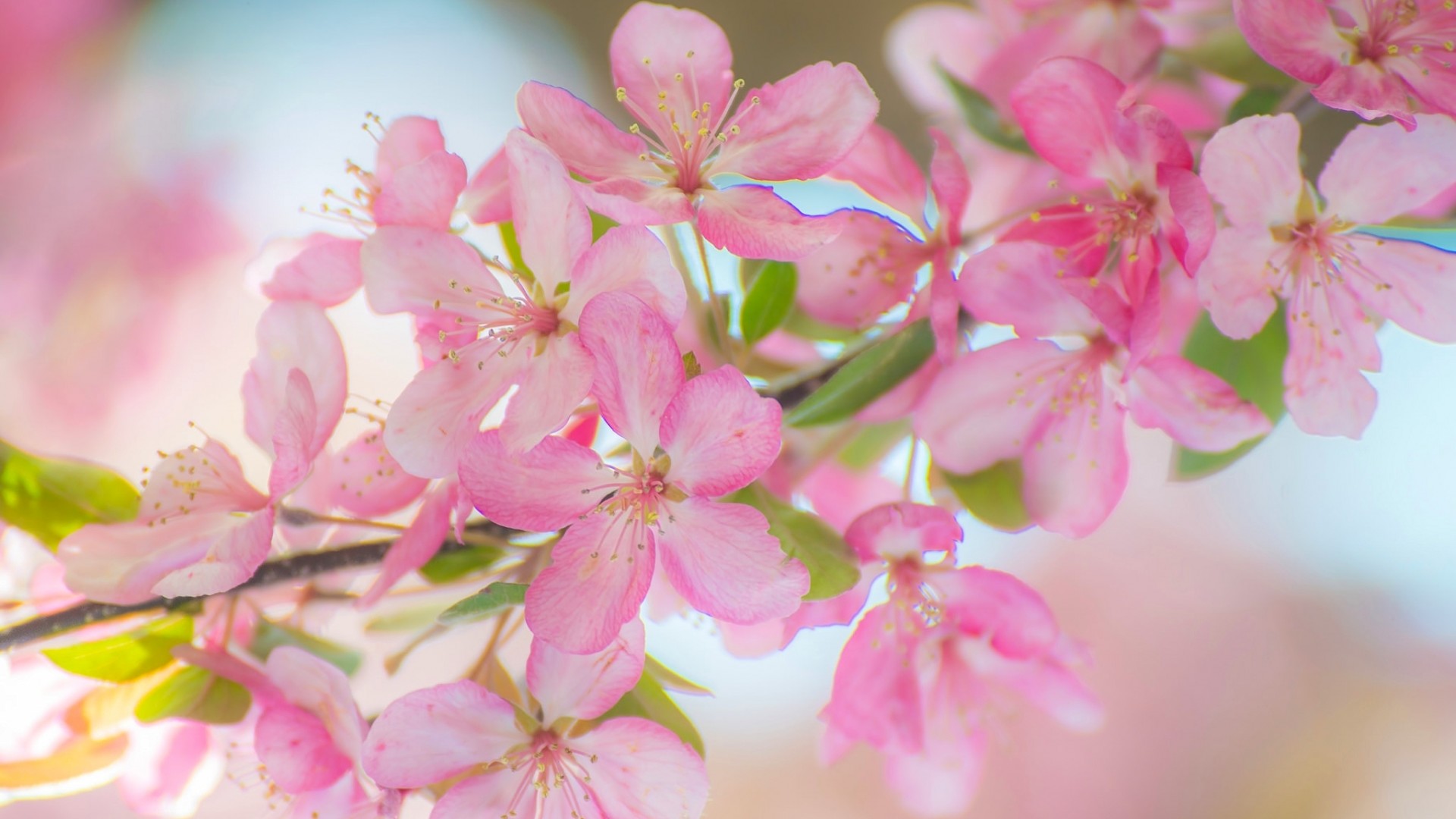 苹果花精选桌面高清壁纸