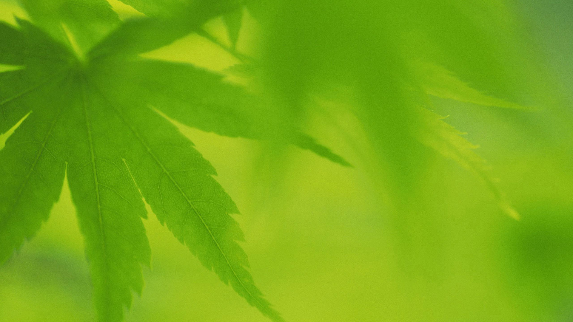绿色宽屏植物桌面高清壁纸