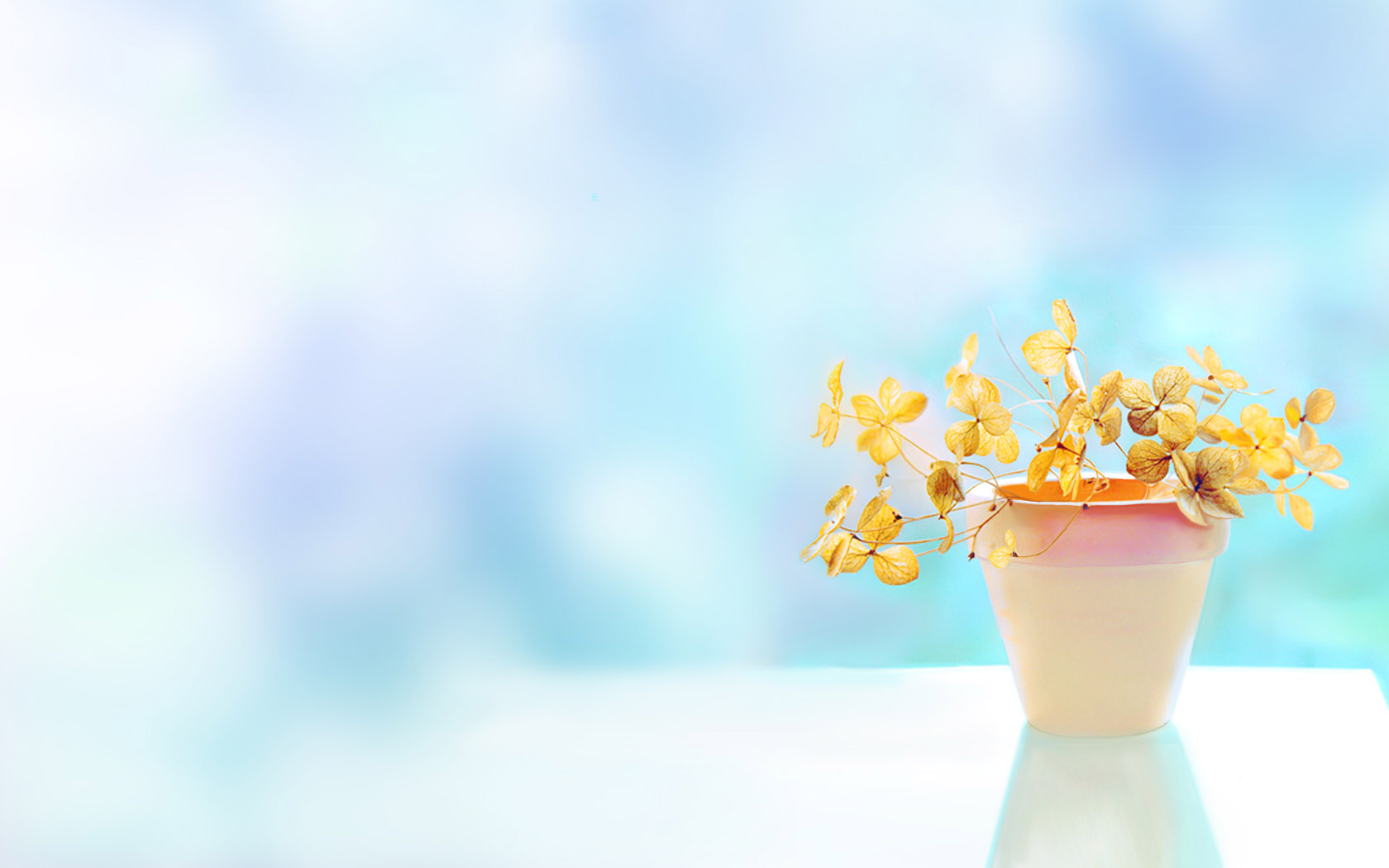 唯美可爱的花盆桌面高清壁纸