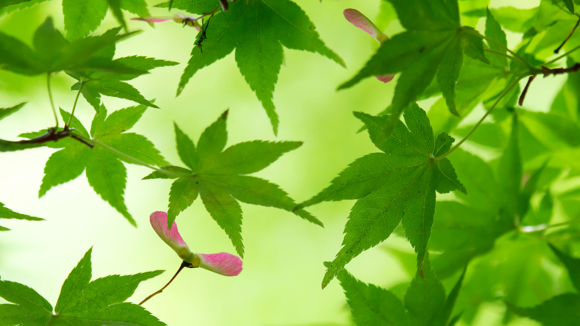 绿色的树叶,枫树,树枝,自然护眼风景桌面高清壁纸