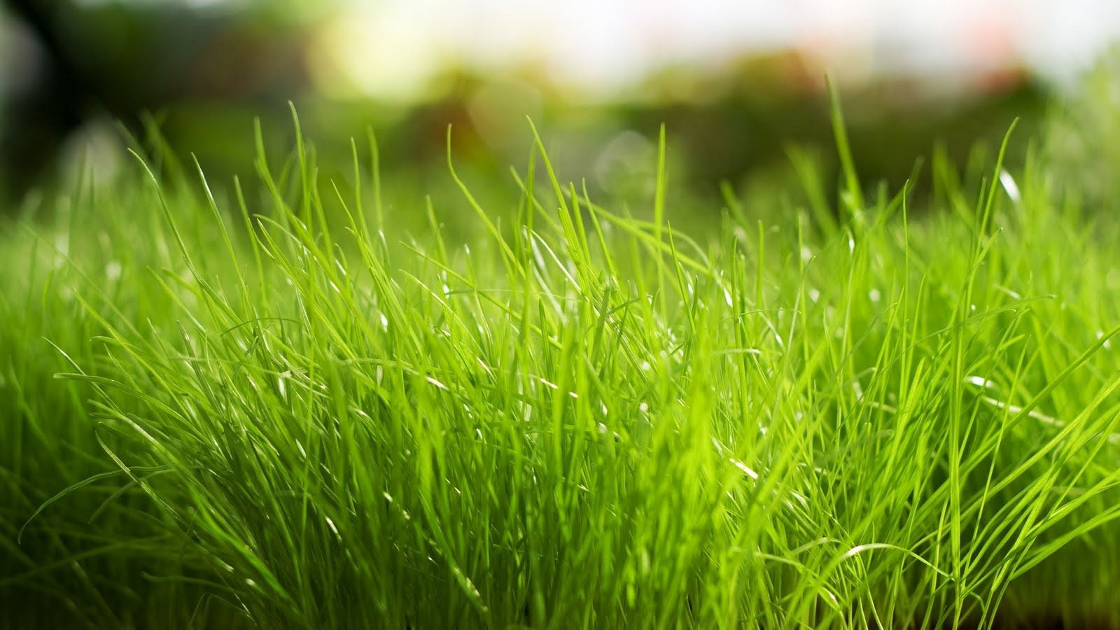 青草风景桌面高清壁纸