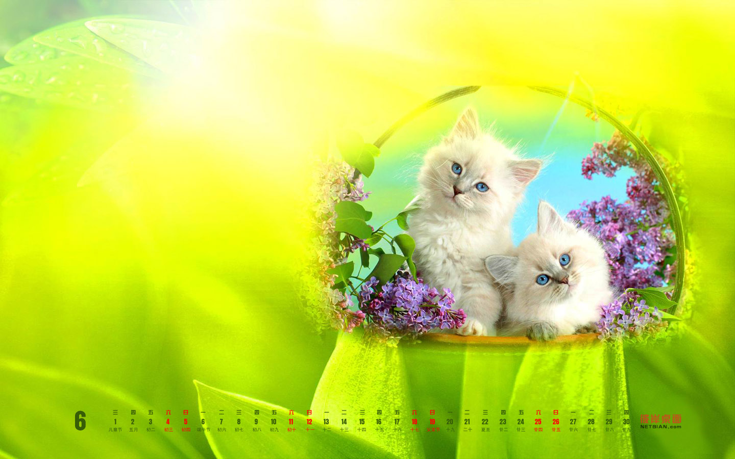 猫咪的摇篮2011年6月日历桌面