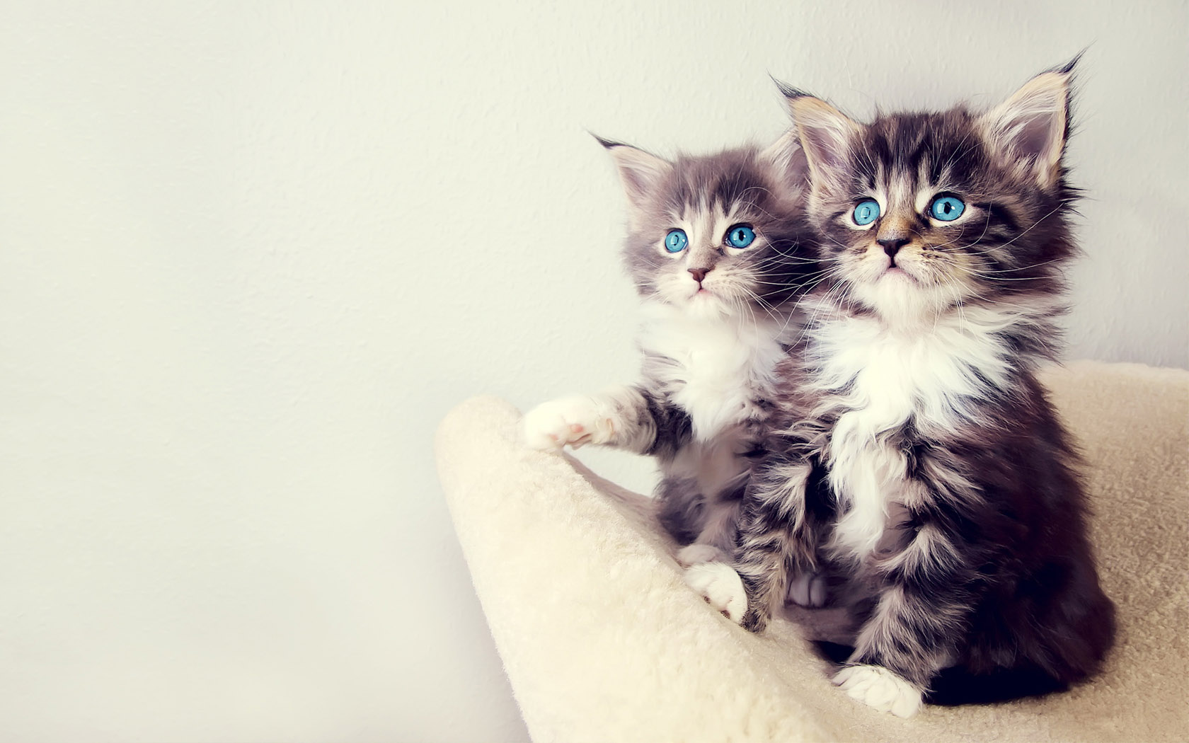 可爱的情侣猫猫桌面高清壁纸