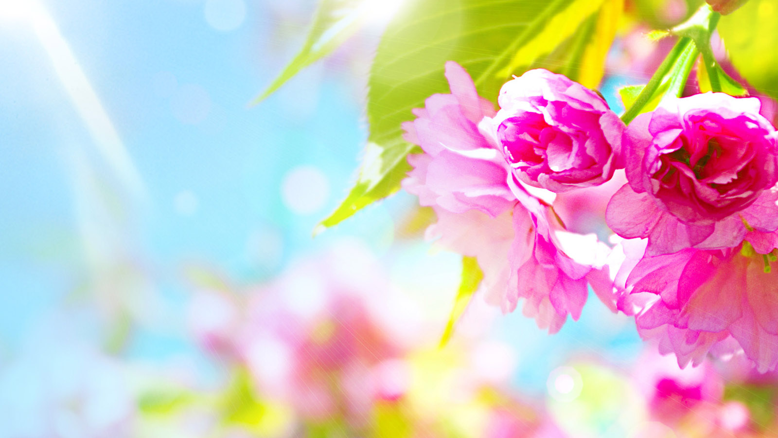 花儿芬芳桌面背景