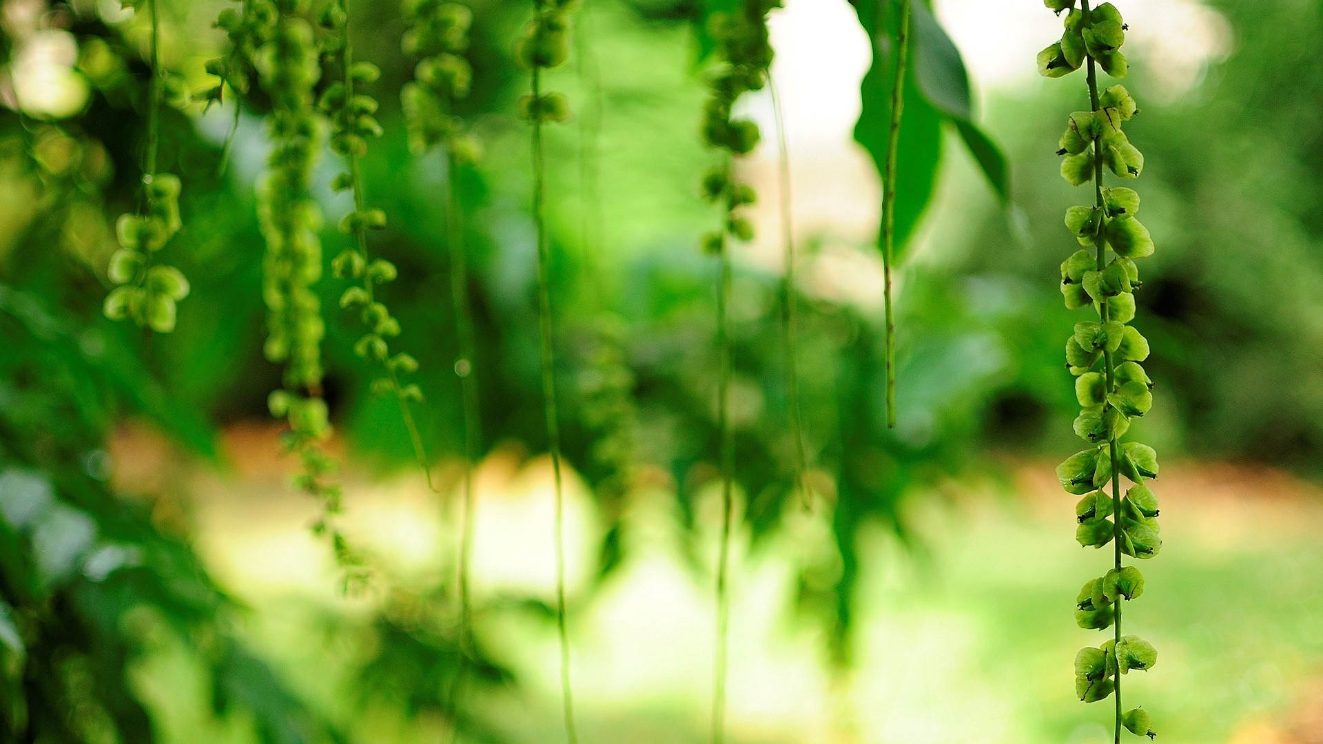 花，绿叶，树枝，护眼，桌面高清壁纸