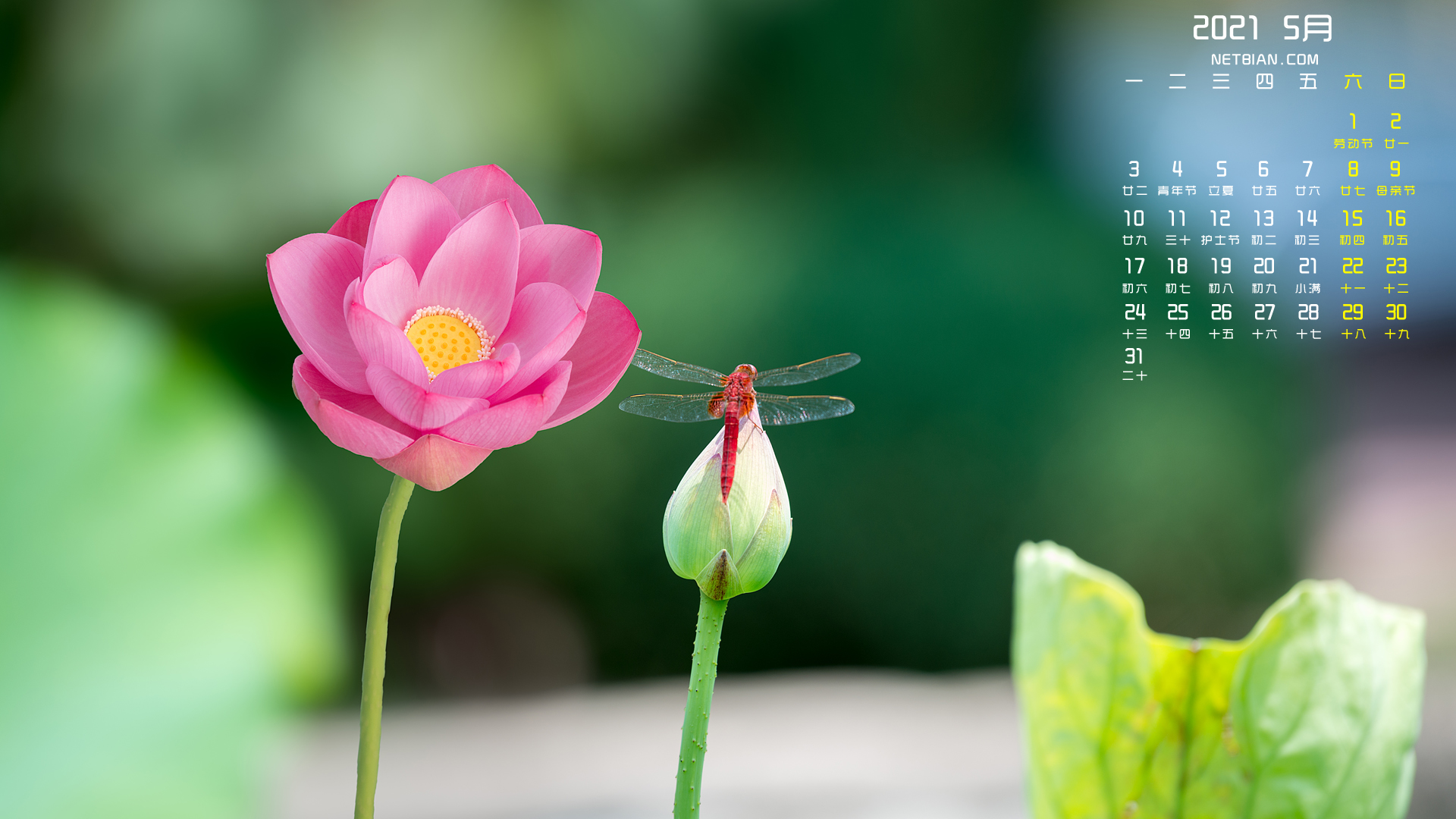荷花蜻蜓2021年5月日历桌面高清壁纸护眼