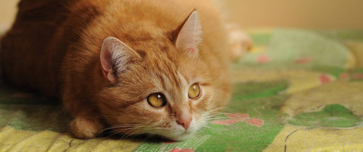 小胖猫 温软 橘色 可爱 5K高清壁纸 动物 精选