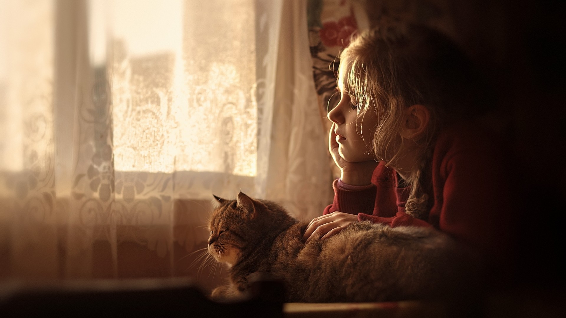 女孩，一只猫，友谊，窗口，白日梦，温馨可爱高清壁纸
