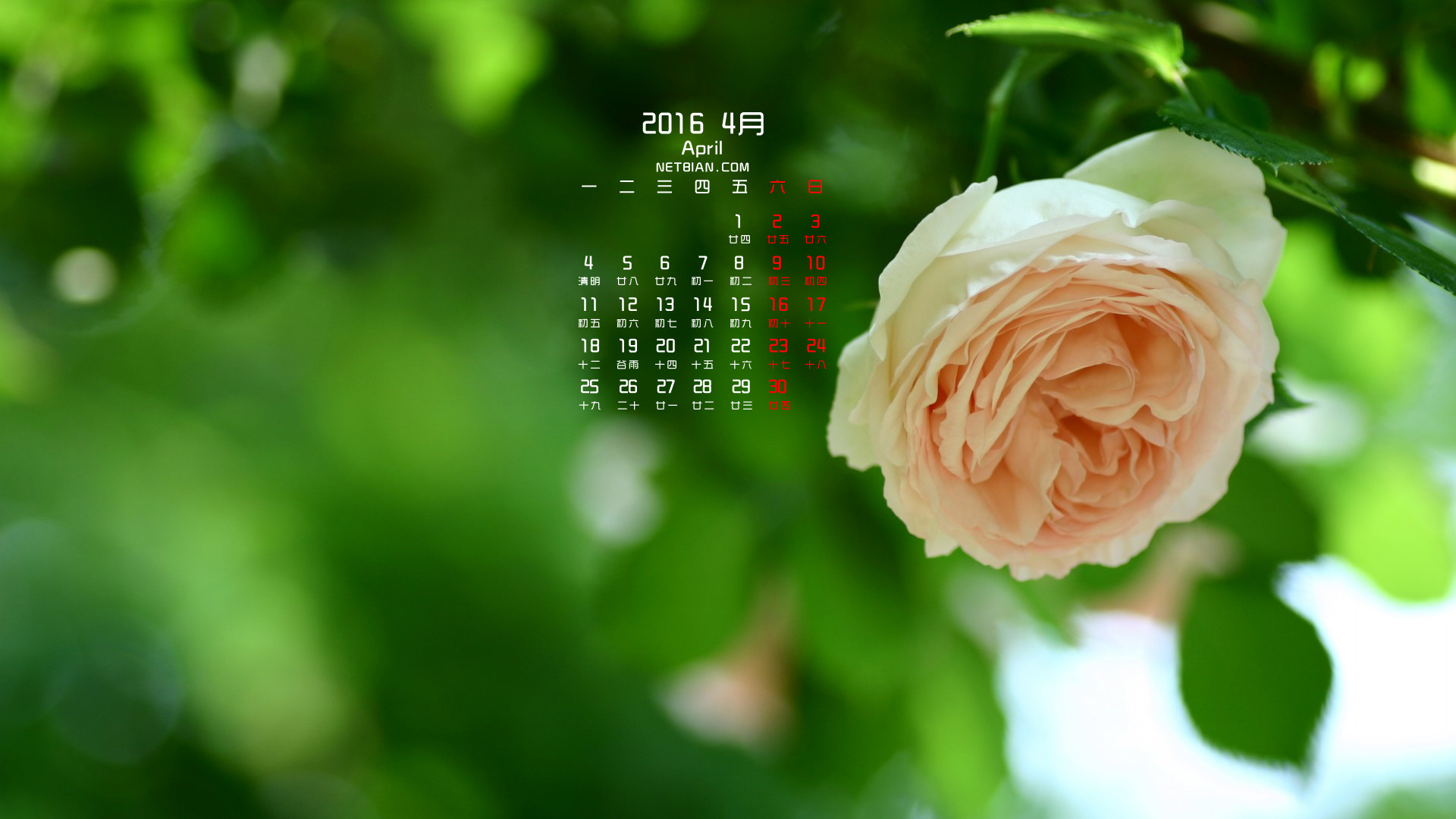 玫瑰2016年4月日历桌面高清壁纸