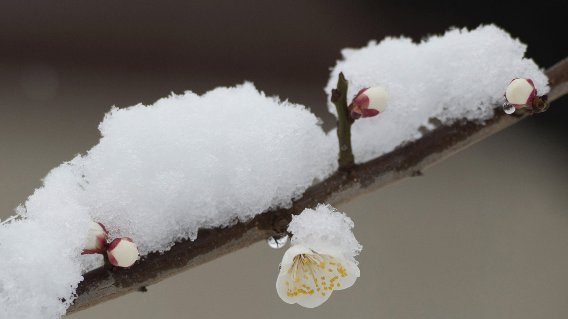 雪中白色梅花桌面高清壁纸