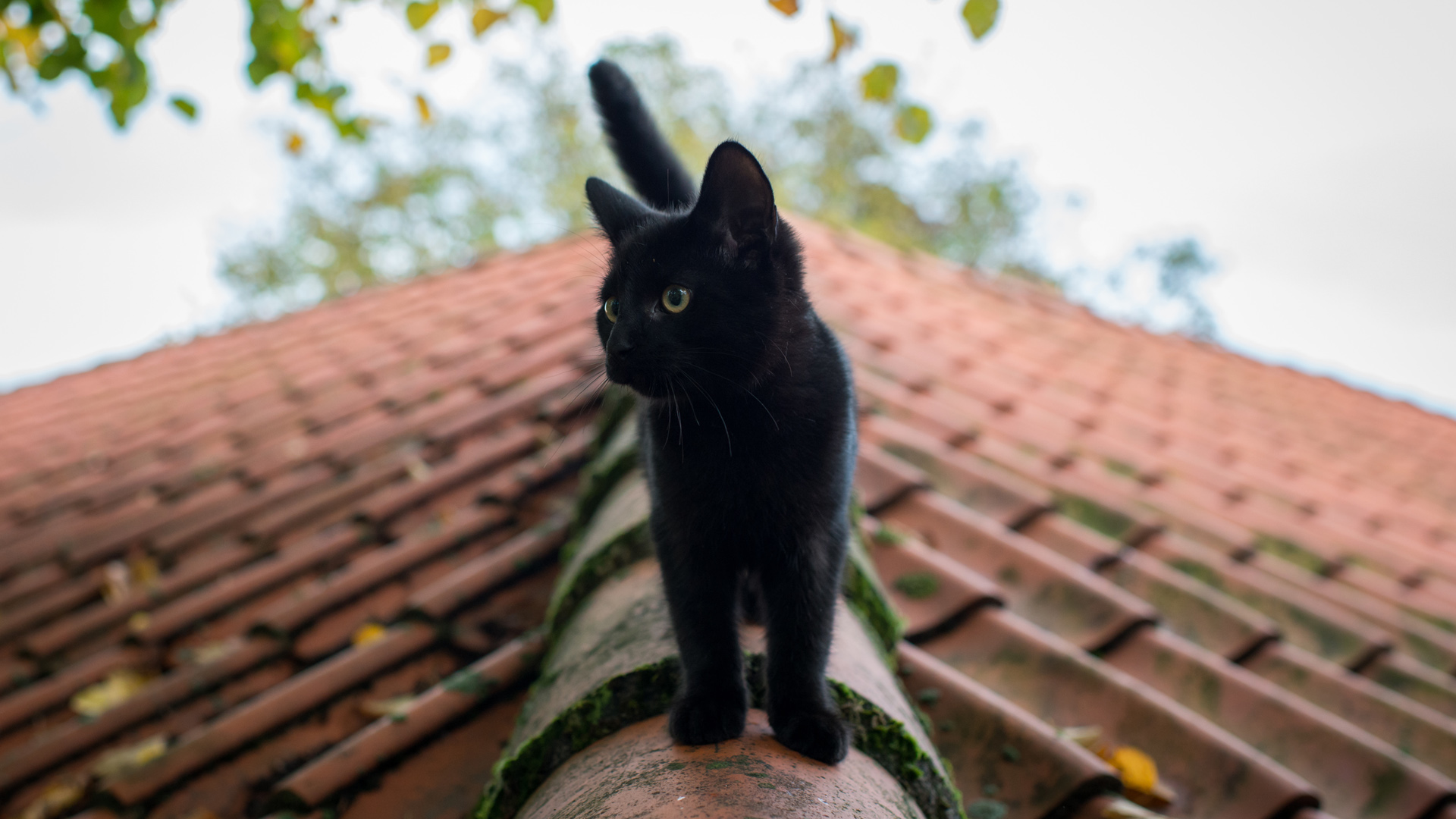 屋顶小黑猫桌面高清壁纸